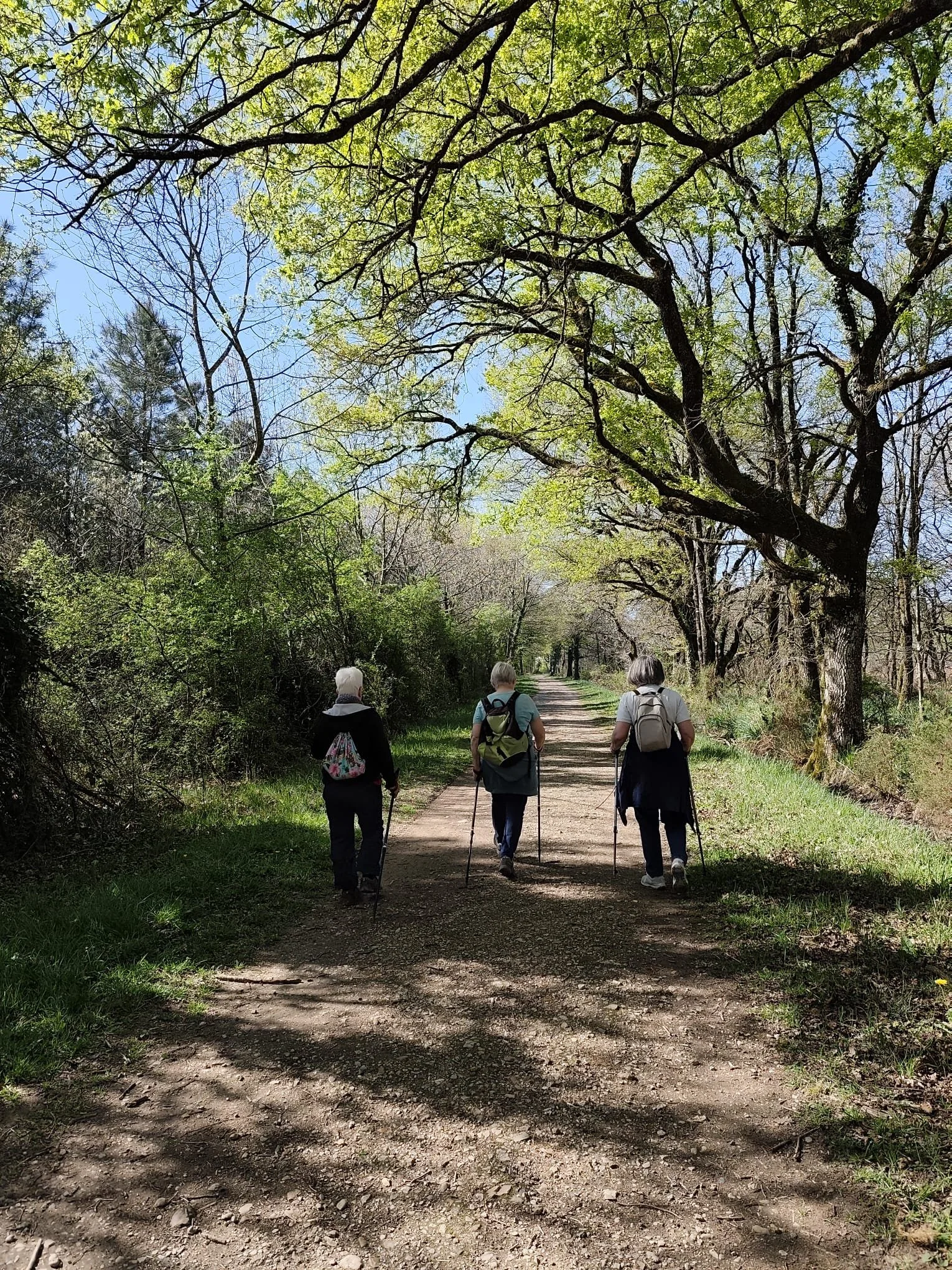Trois personnes âgées marchant dans une forêt en utilisant des bâtons de marche, sous un ciel ensoleillé