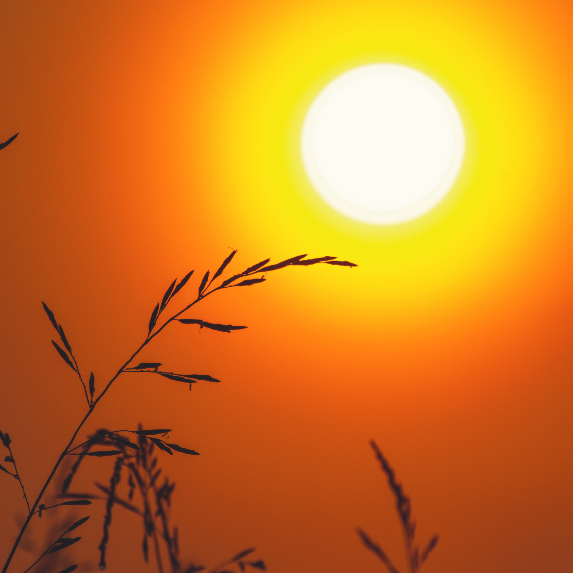 Untitled design-2.png