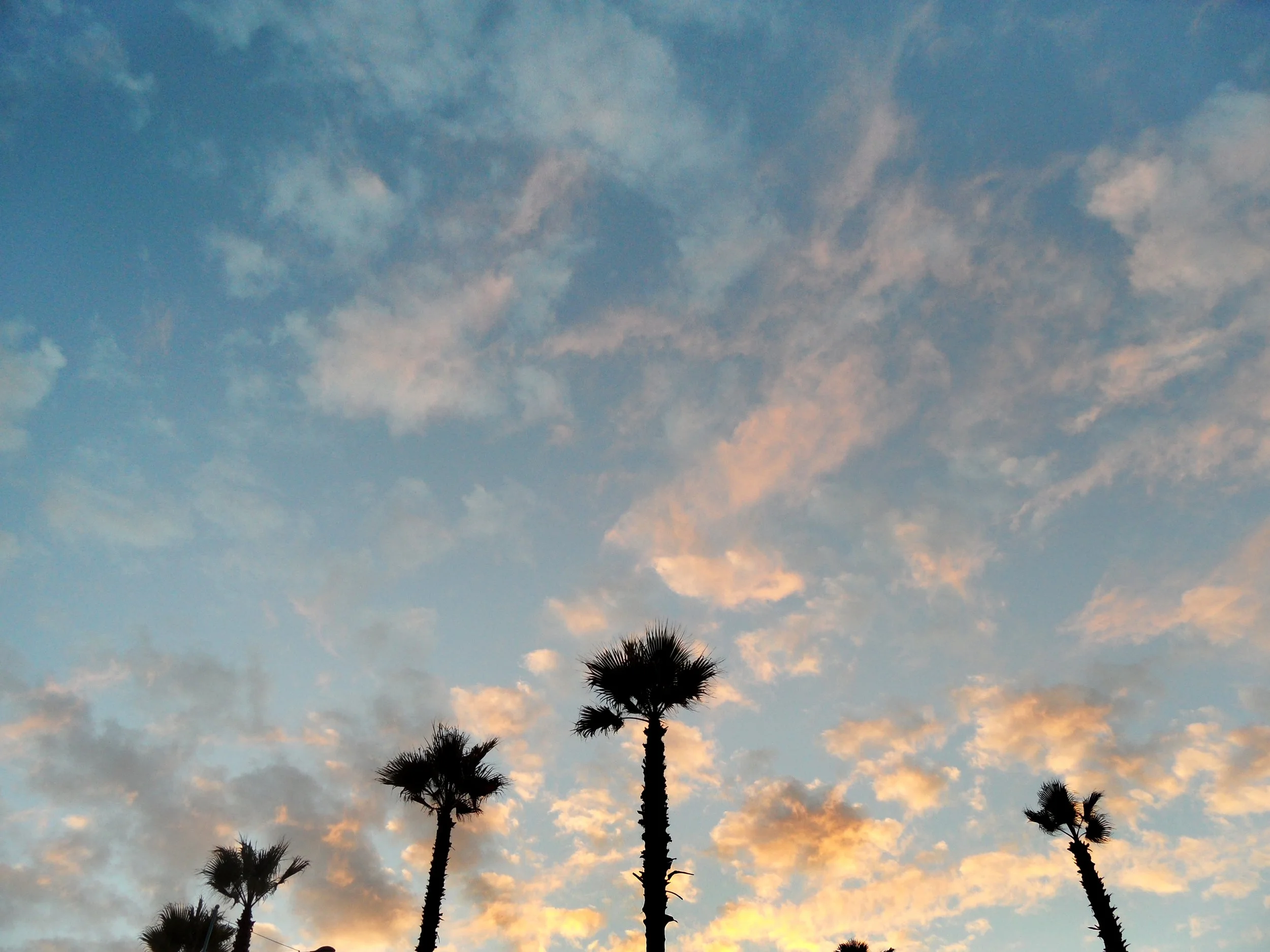 Palm trees silhouettes against a sunset sky with clouds.