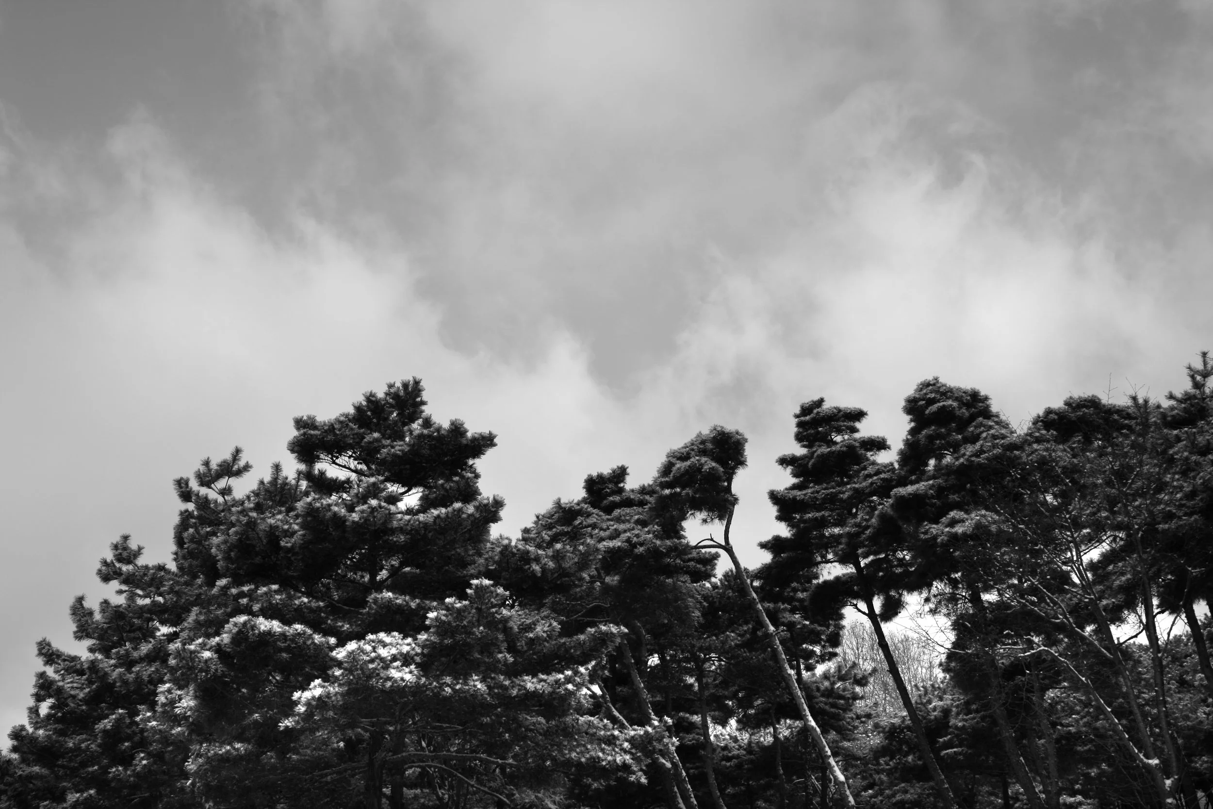 Black and white photo of tall pine trees with snow on their branches under a cloudy sky.