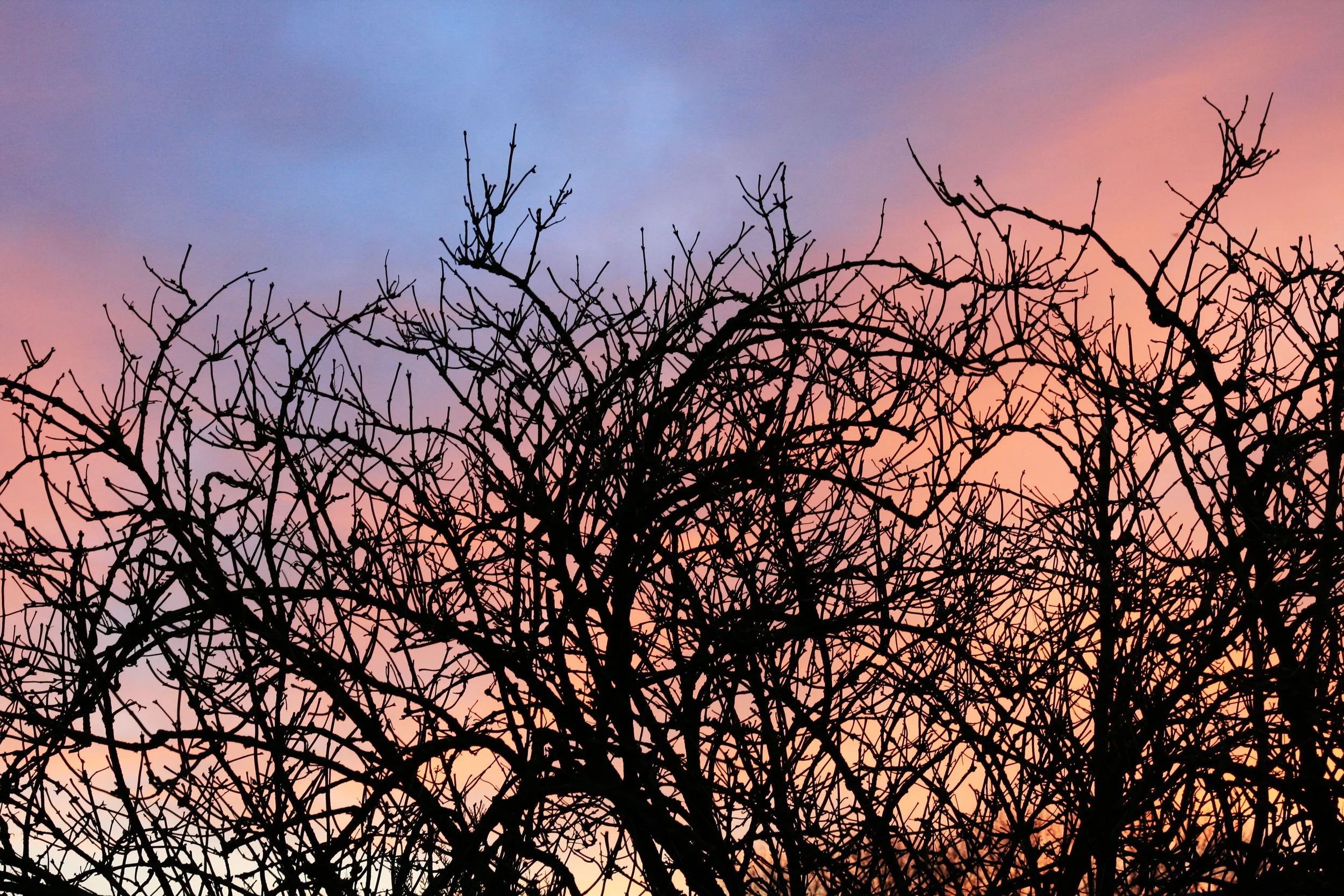 Silhouette of leafless tree branches against a colorful sunset sky with shades of purple, pink, and orange.
