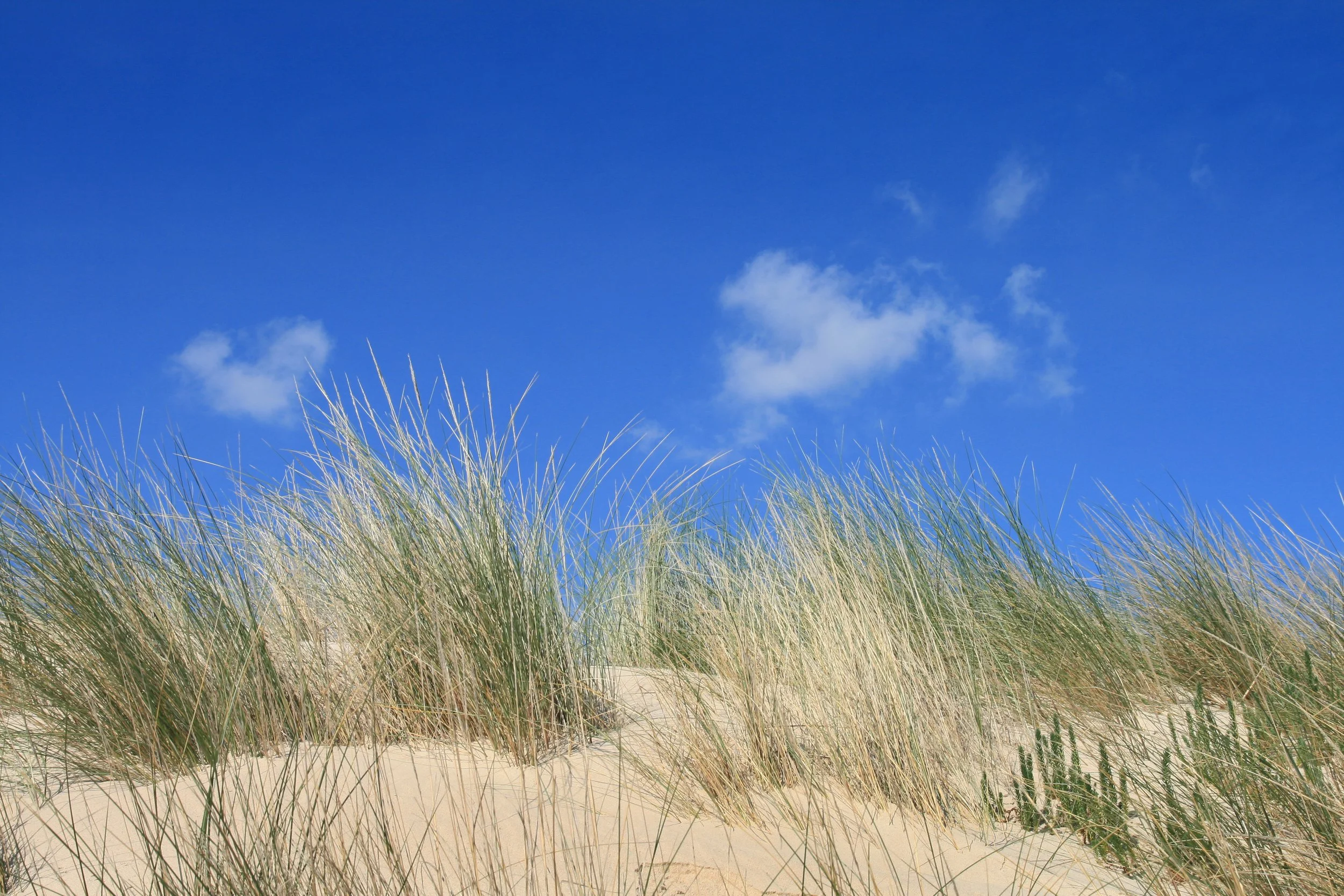 Sandy beach with tall grasses and a bright blue sky with a few white clouds.