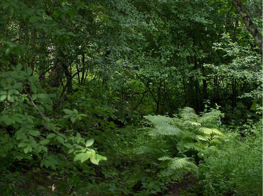 oyeblikk ved bekk -4.jpg