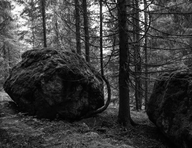 Arvesolv-lise-ekern-foto-innhold-2.jpg