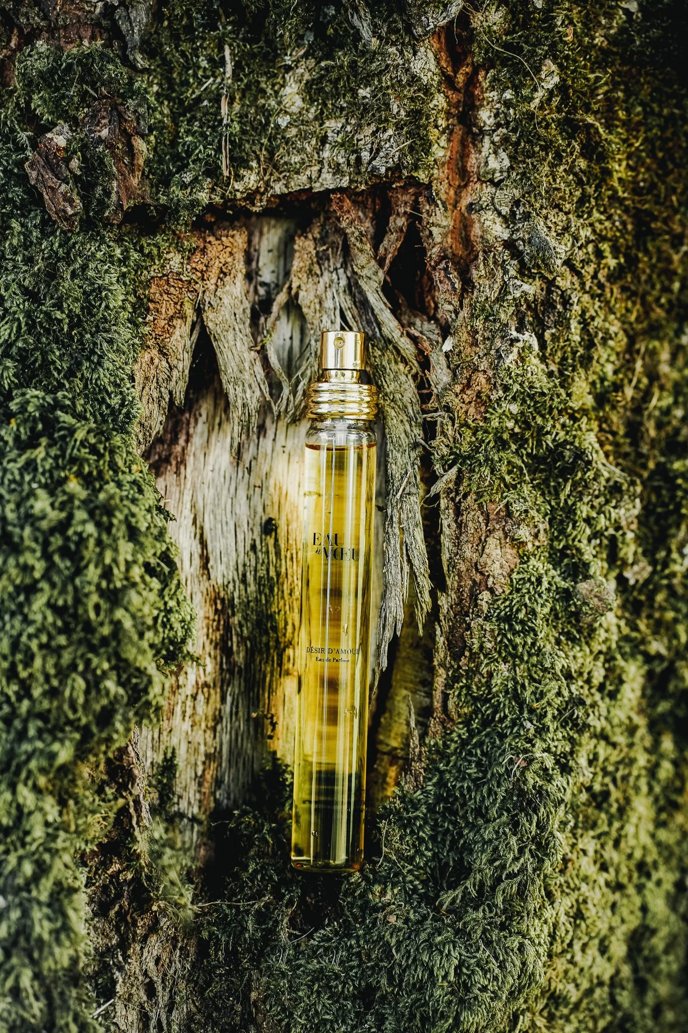 Un flacon de parfum doré placé au centre d'un arbre creux entouré de mousse et d'écorce.