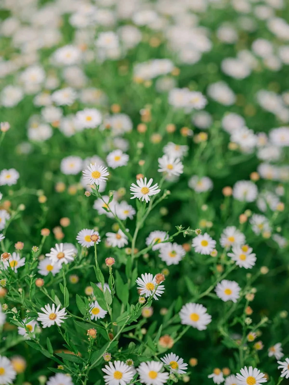 000.4  victoria-ryan-highlights.jpg