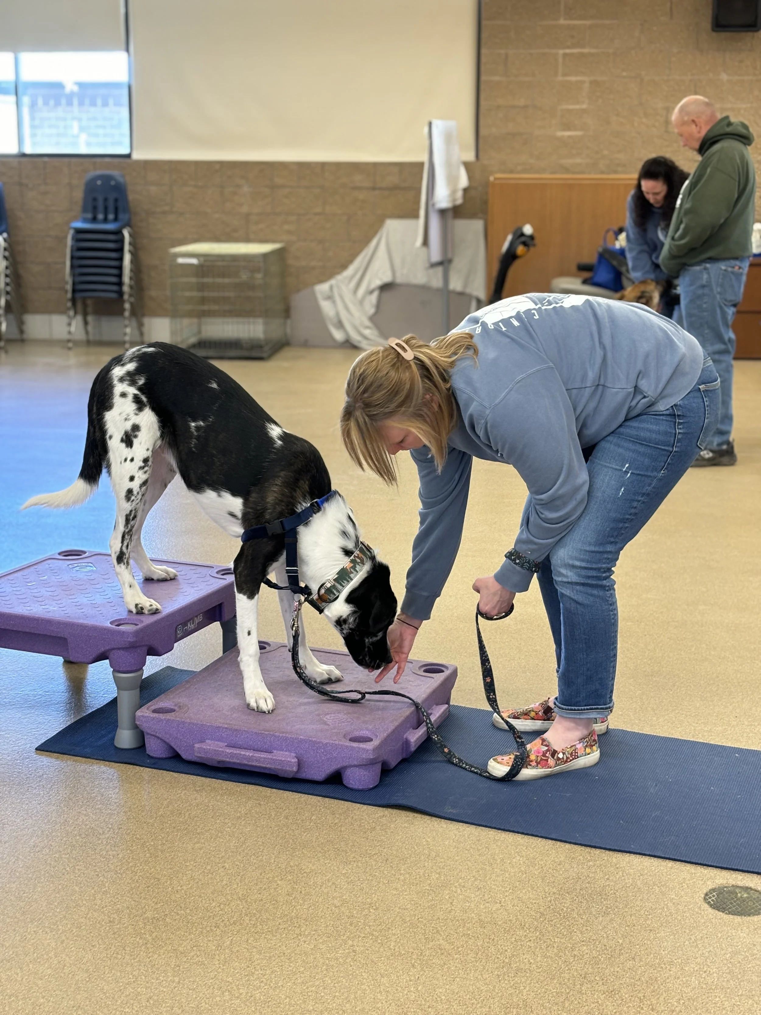 K9 Conditioning Workshop