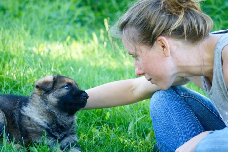 Finding Your Soul Dog - Webinar