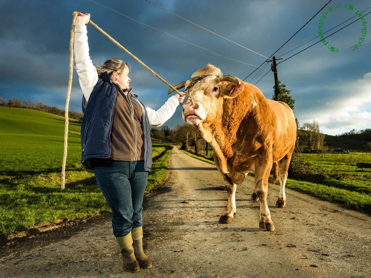 Elevage de taureaux I