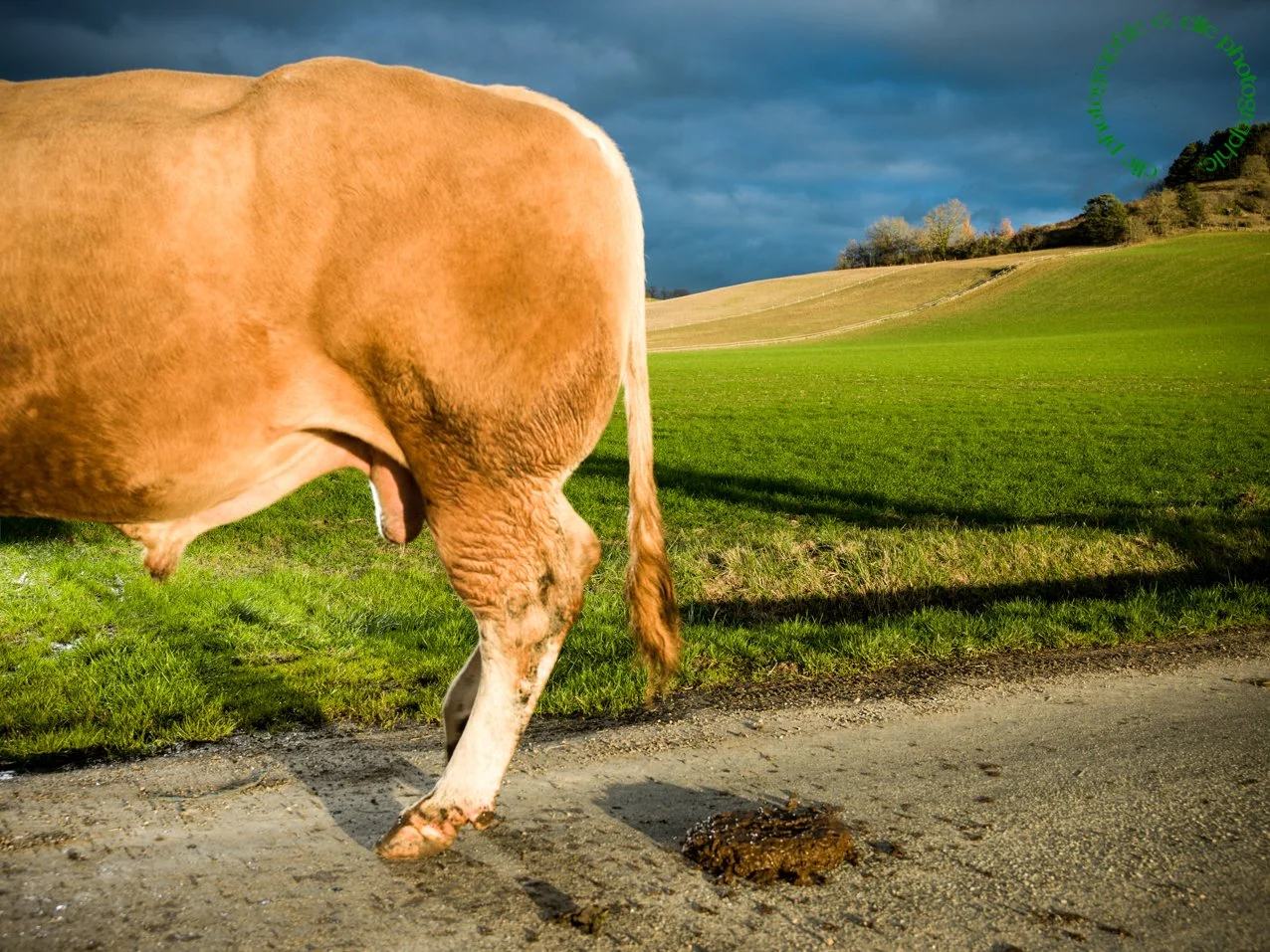 Elevage de taureaux II