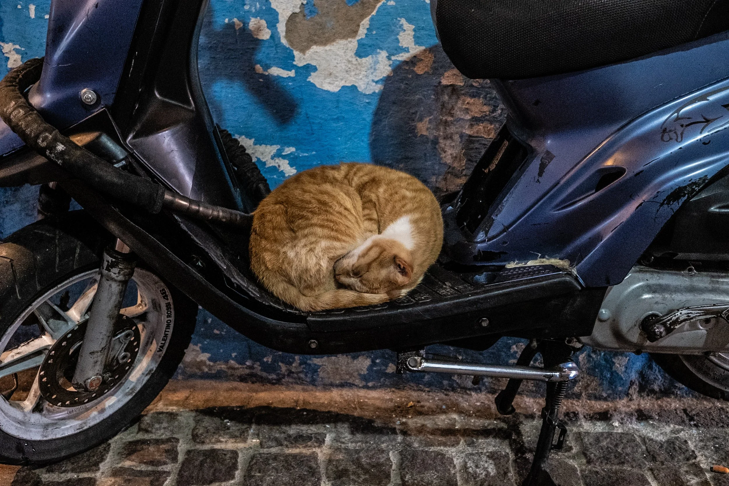 DSCF5230.jpg
