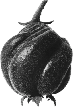 Schwarz-weißer Apfel mit Wassertröpfchen