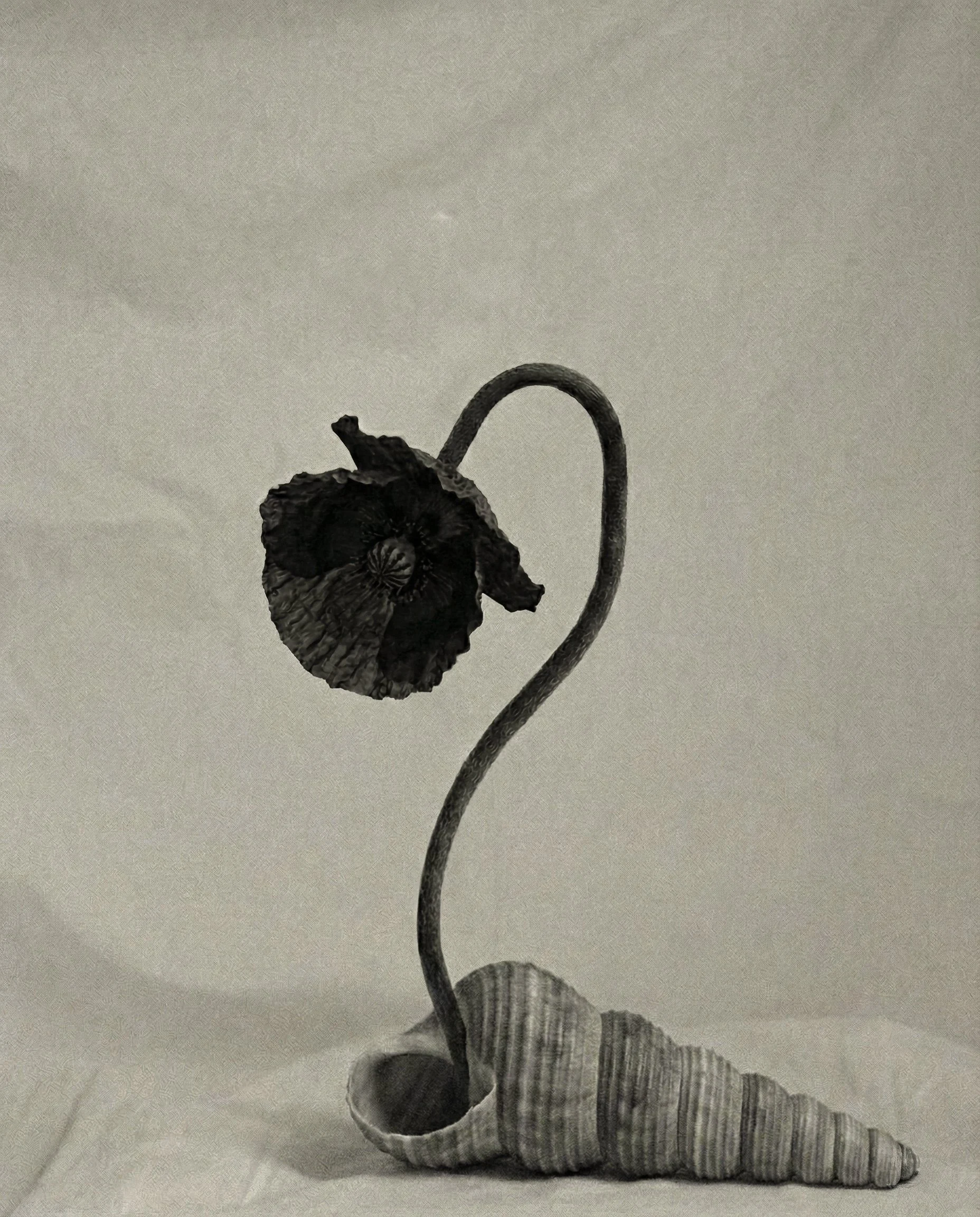 Schwarz-weiß-Aufnahme einer Mohnblume die aus einer Muschel wächst