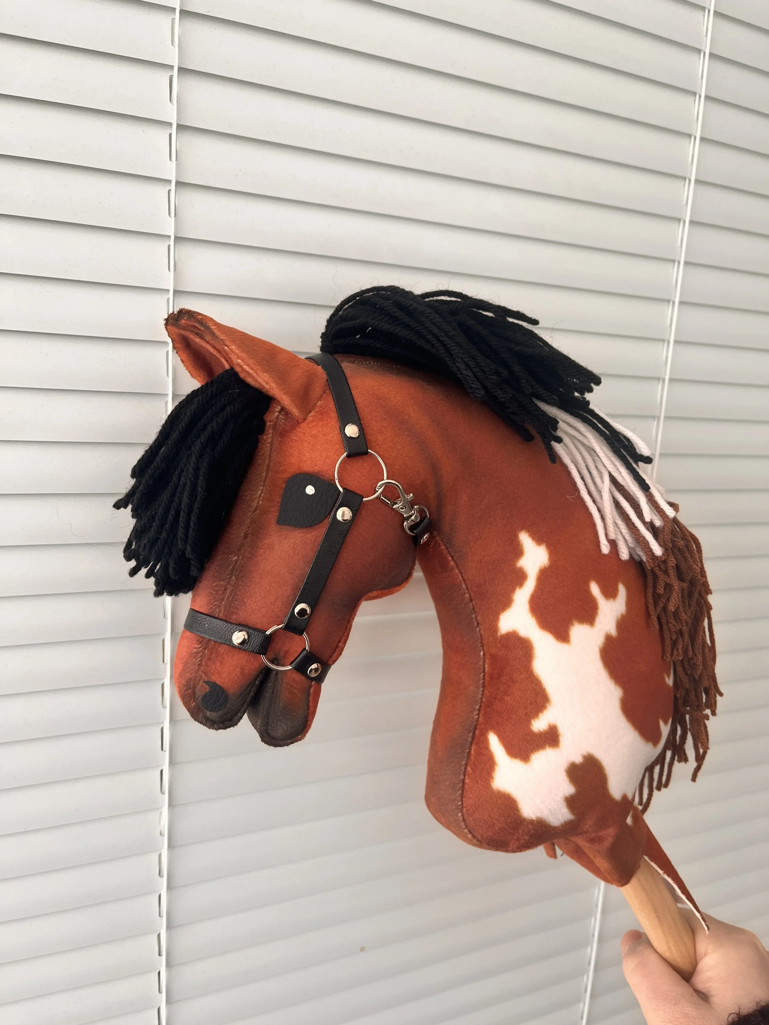 American Paint Horse