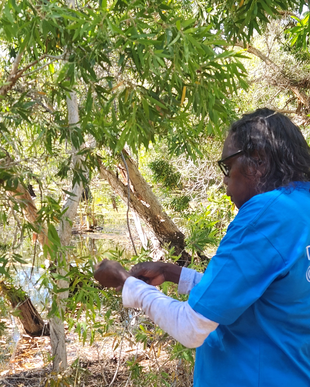 Yolnu elder Djapirri Mununggirritj teaching bush medicine