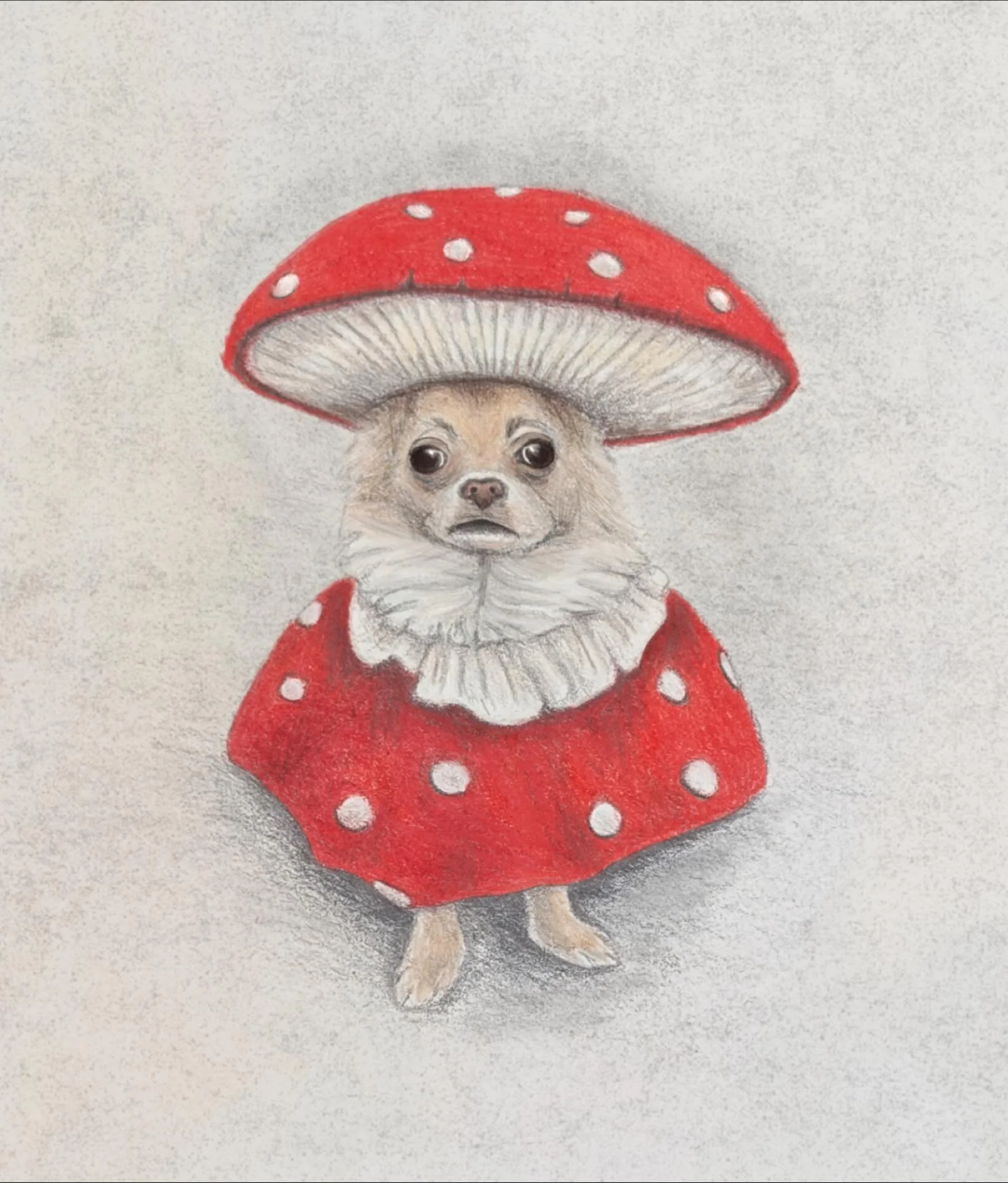 Little Mushroom Boi #digitalpetart #petportraitdrawing #chihuahuaart #chihuahuadrawing #mushroomdude