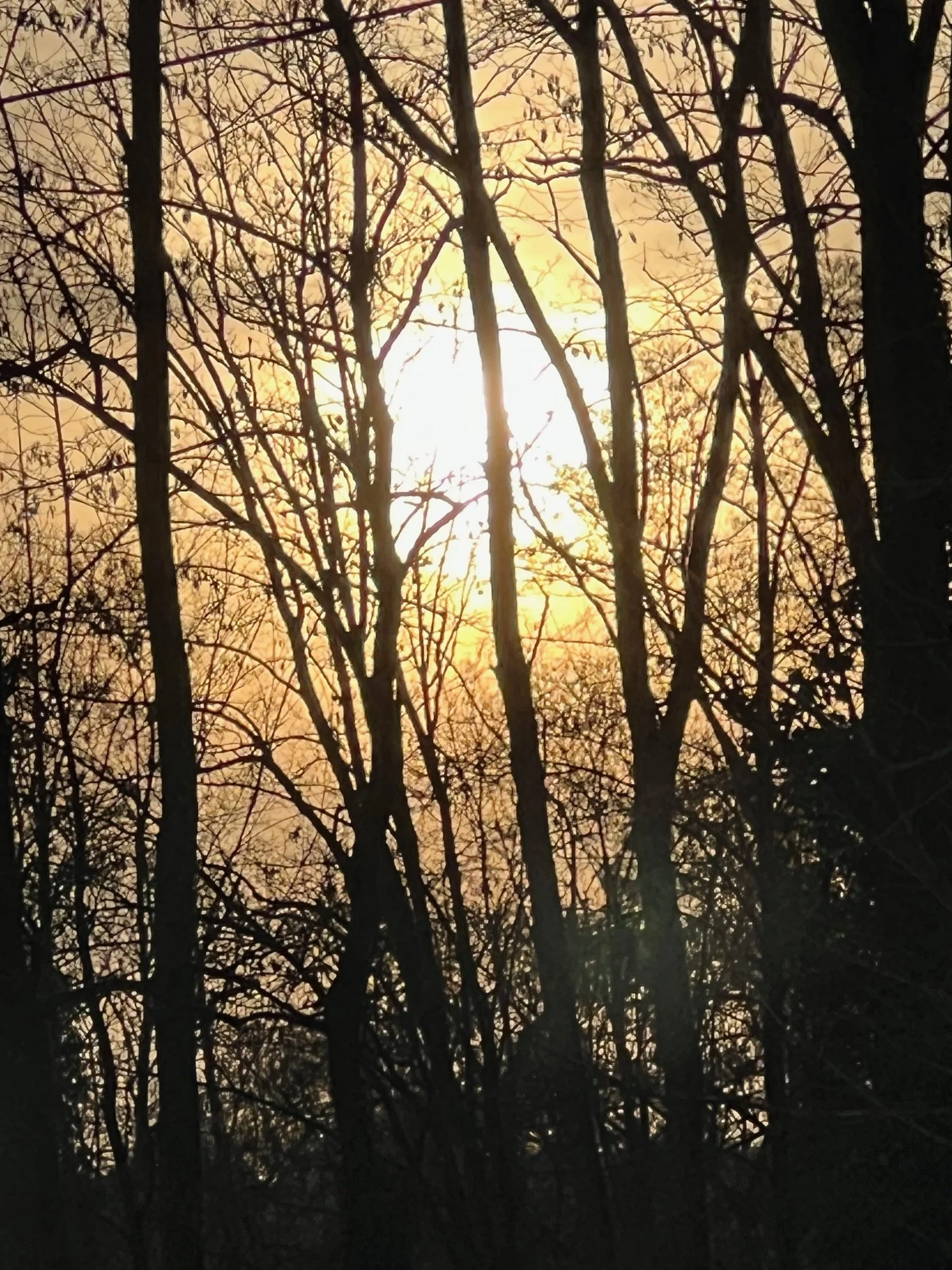 IMG_6817.jpeg
