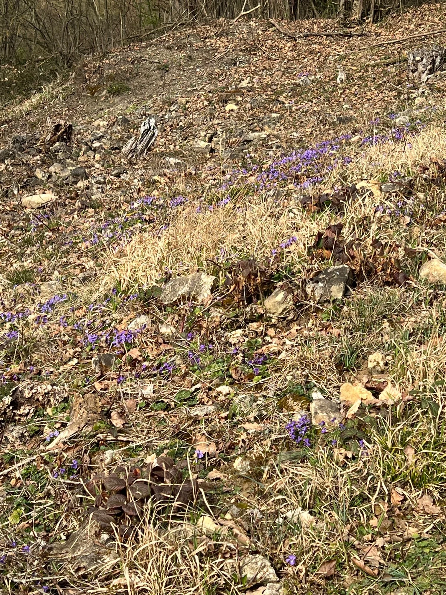 IMG_6807.jpeg