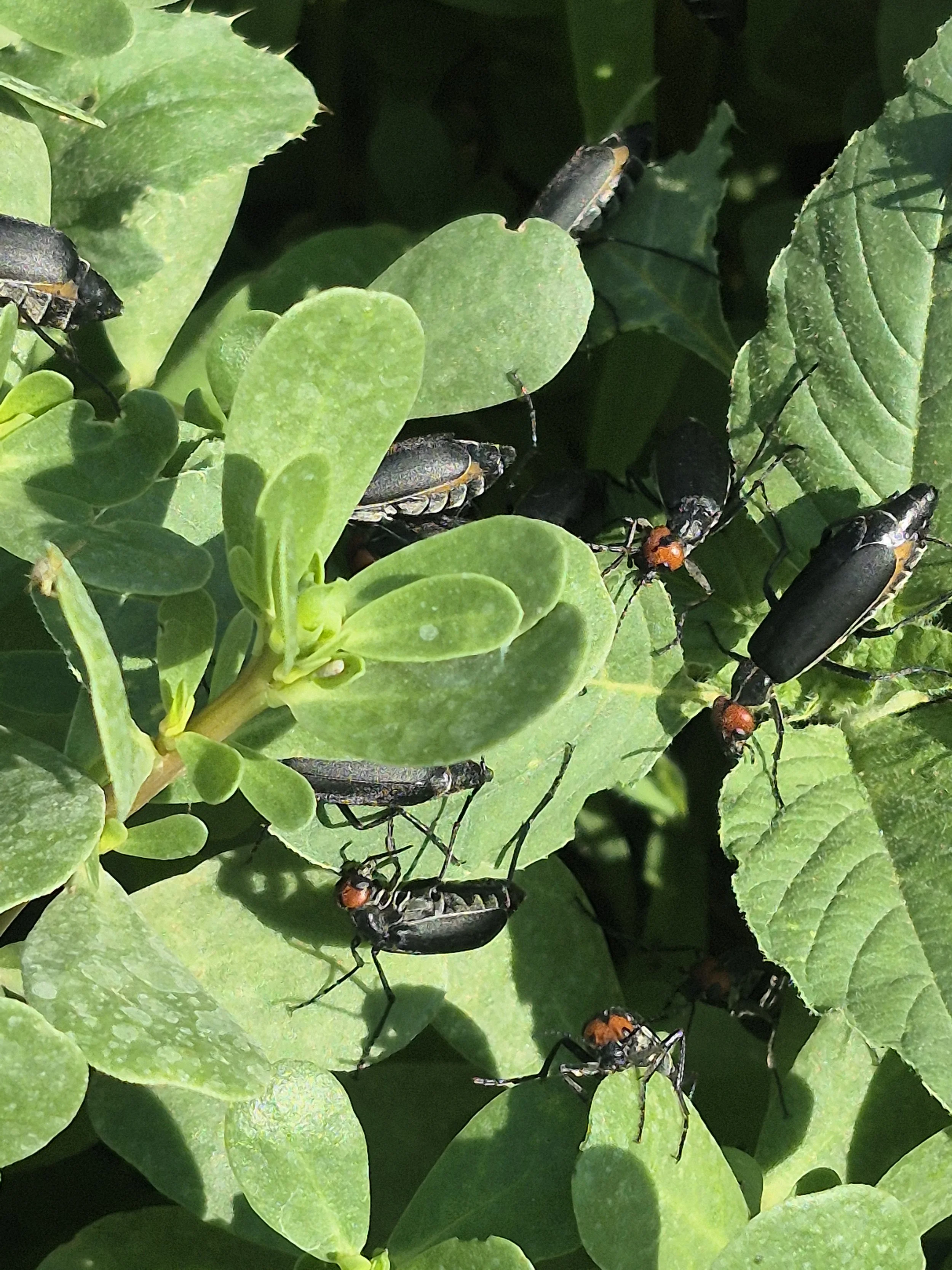 A Difficult July in the Garden: Heat, Beetles and Learning to Adapt