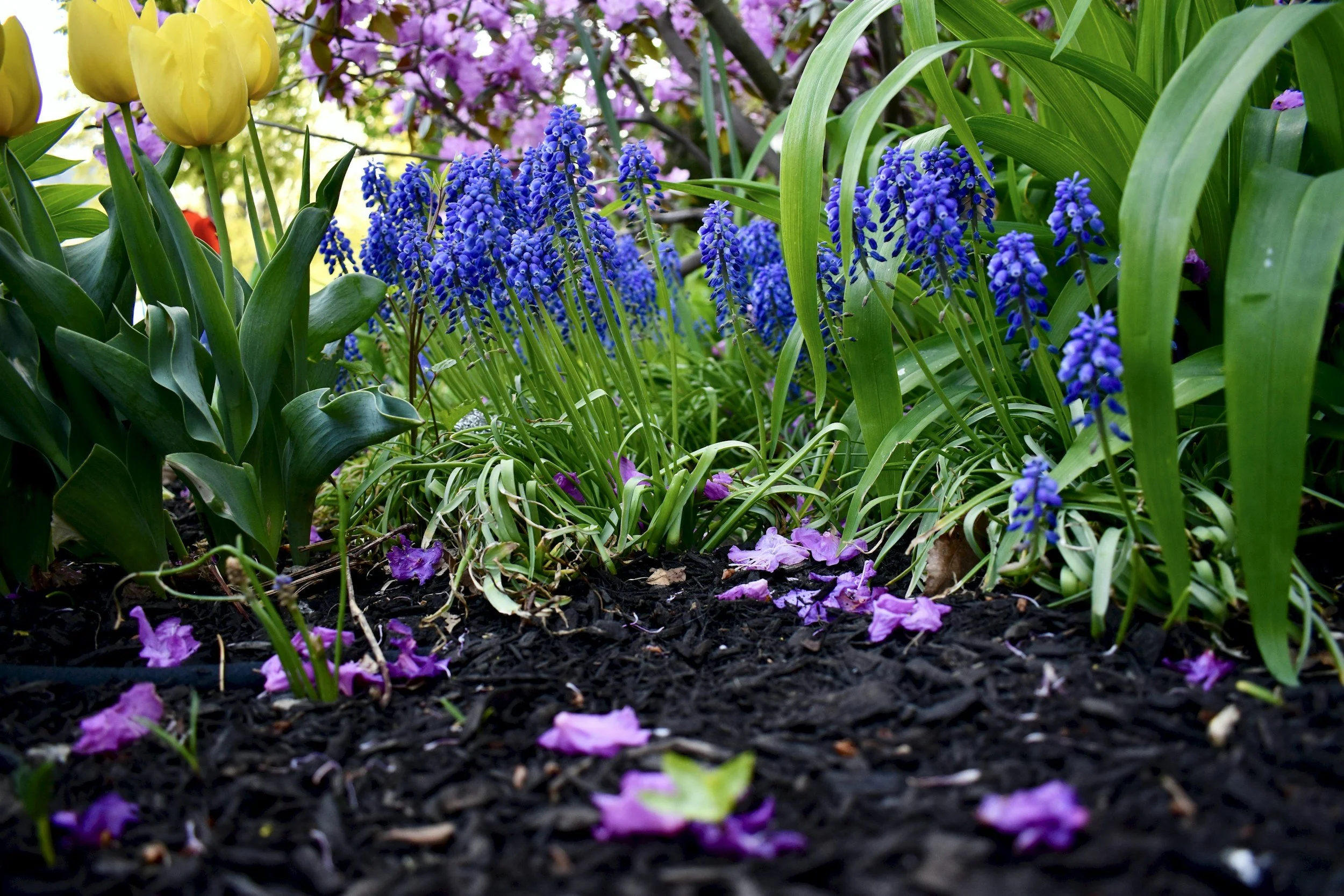 How to Improve Clay Soil Without Digging