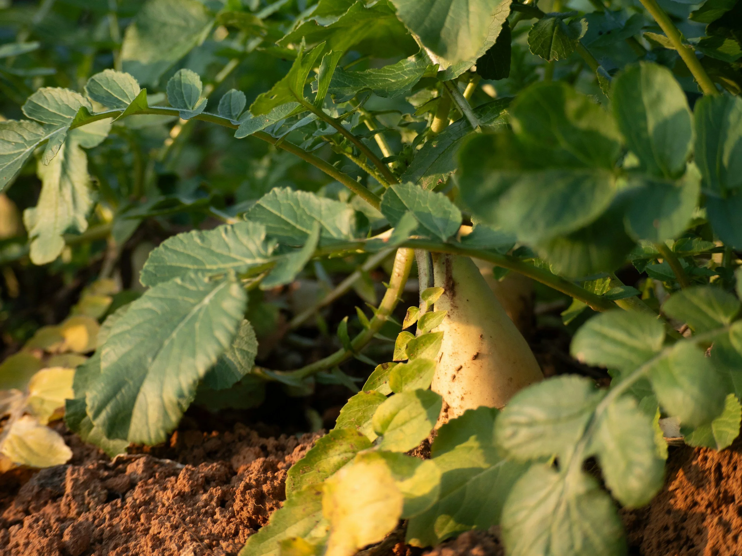 How to Care for Loamy Soil and Keep It Fertile