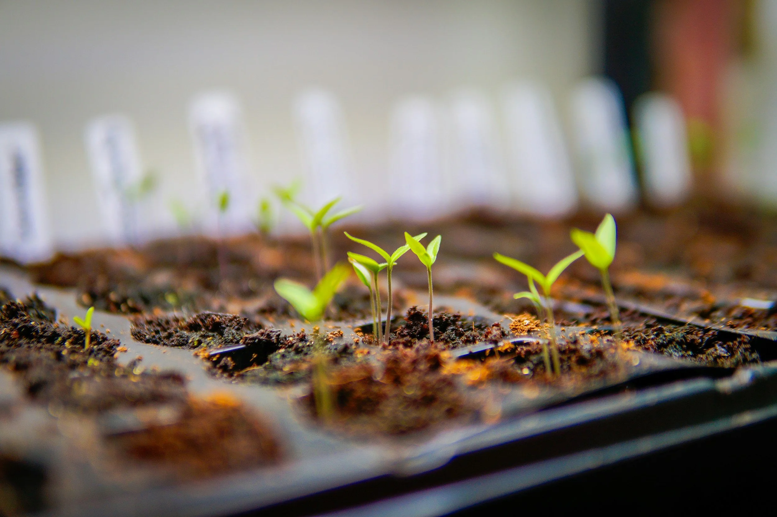 Direct Sowing or Starting Seeds Indoors?