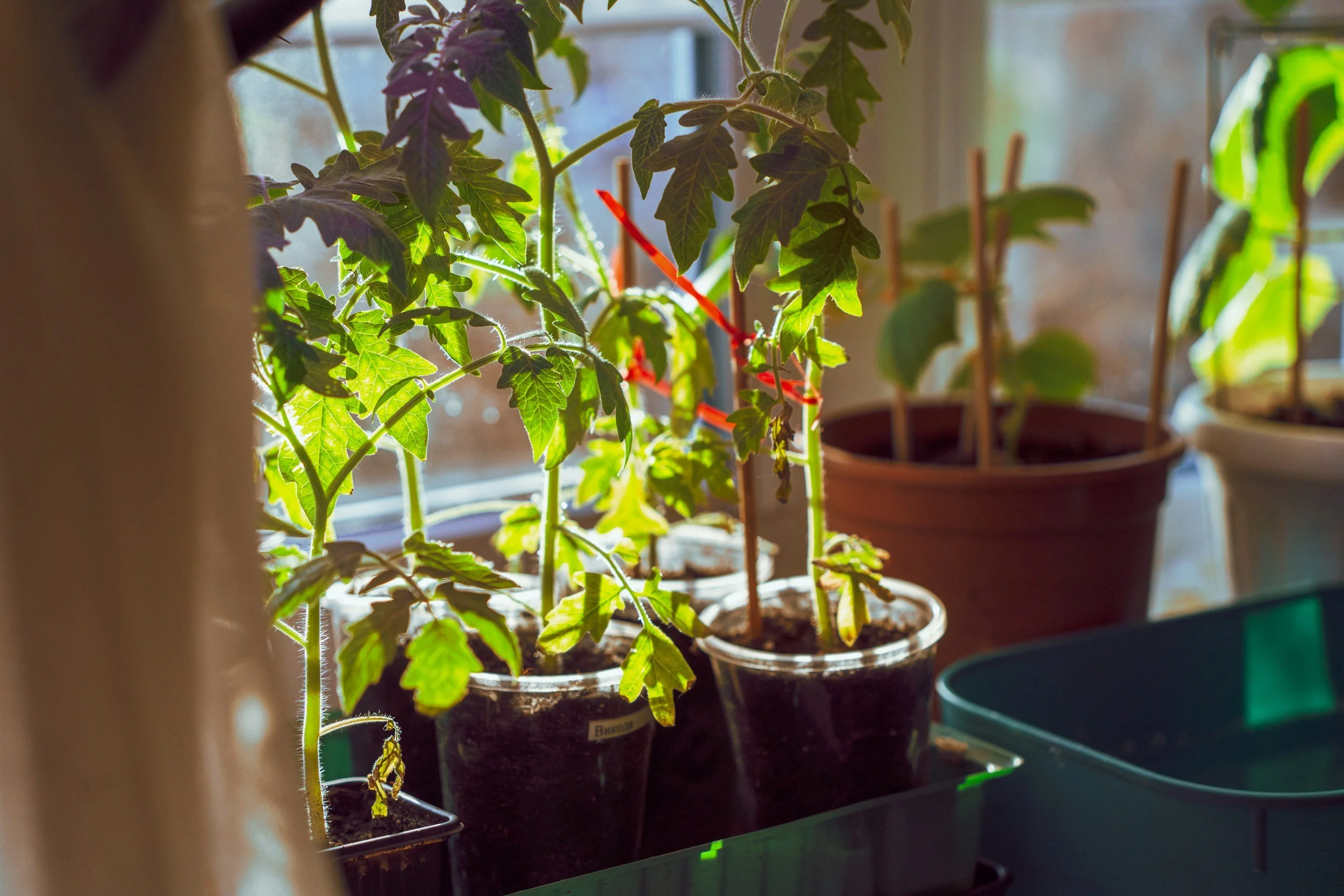 Light, Warmth and Water: Raising Healthy Seedlings