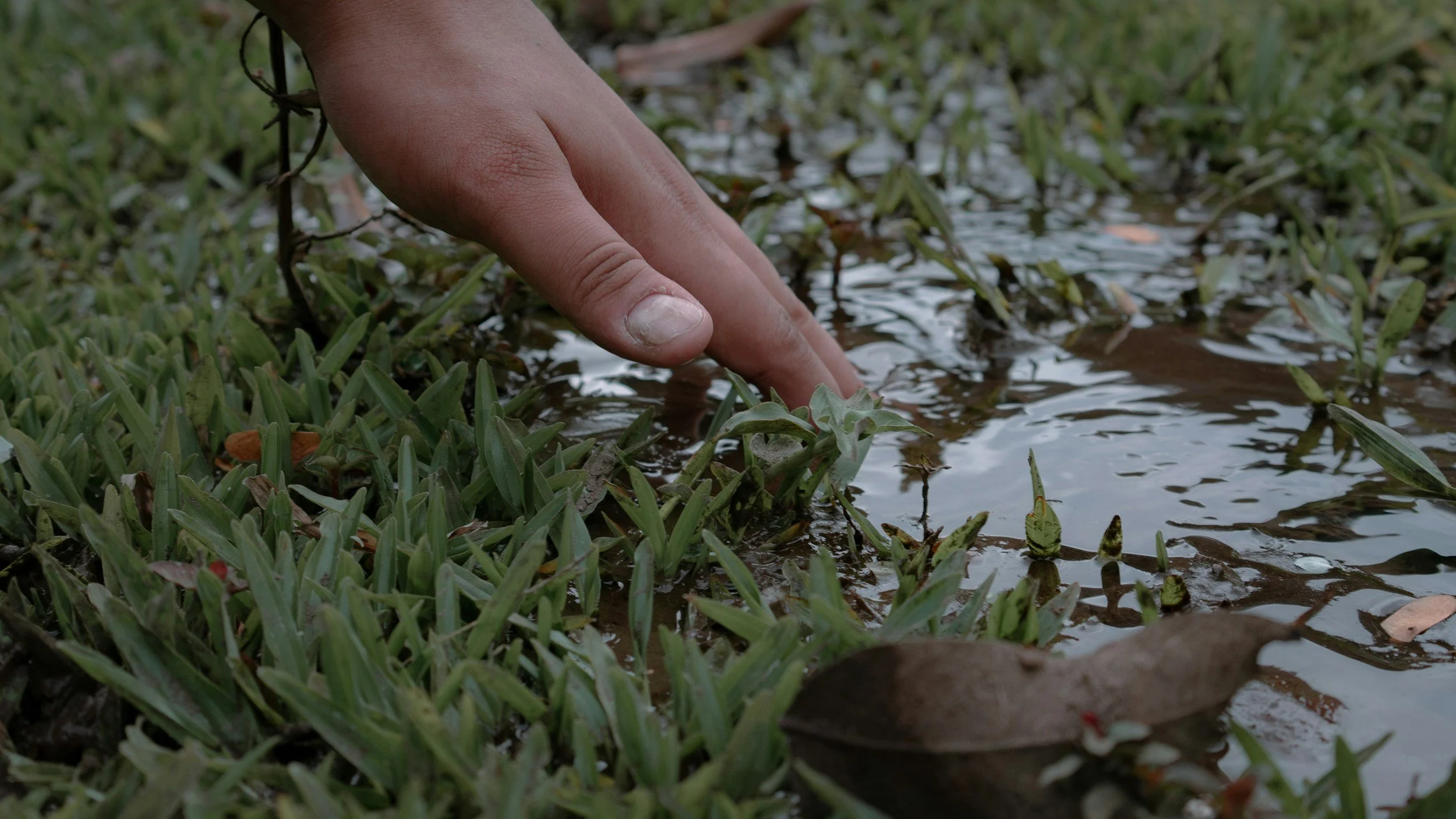 How to Tell When Your Garden Needs Water