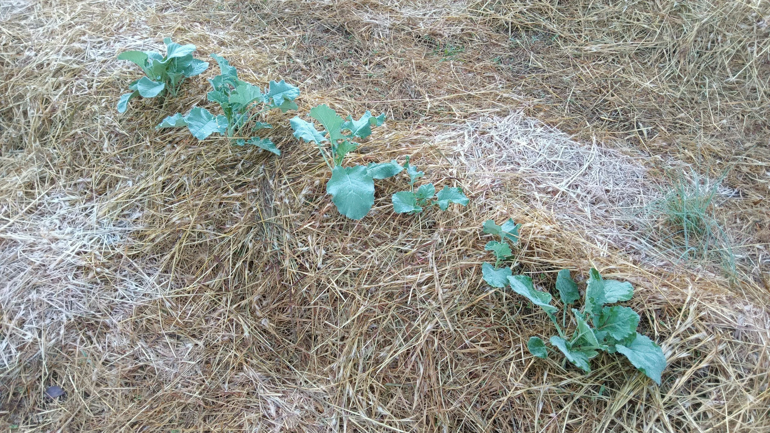 How to Keep Moisture in Your Soil