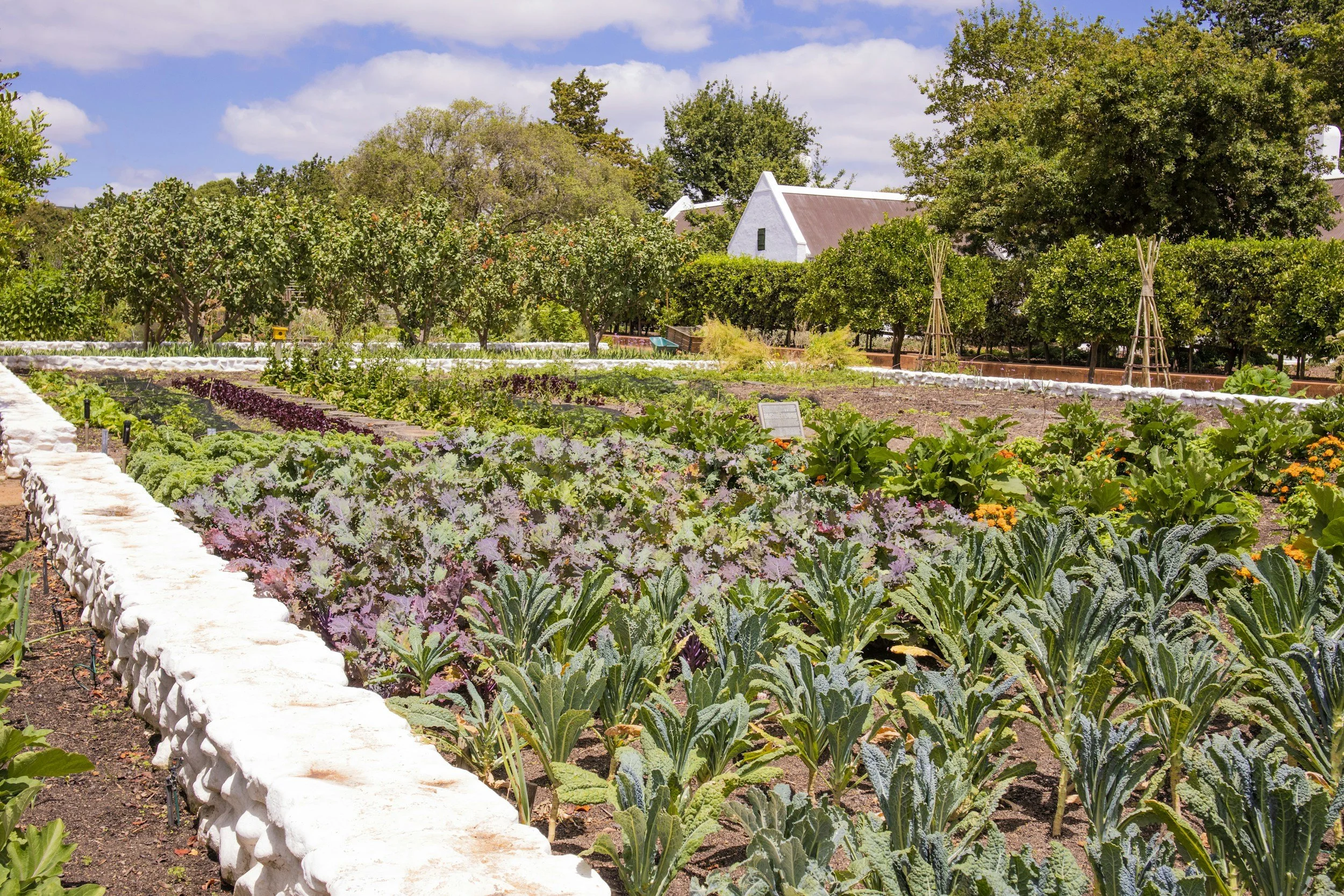 Gardening Through Heat and Drought