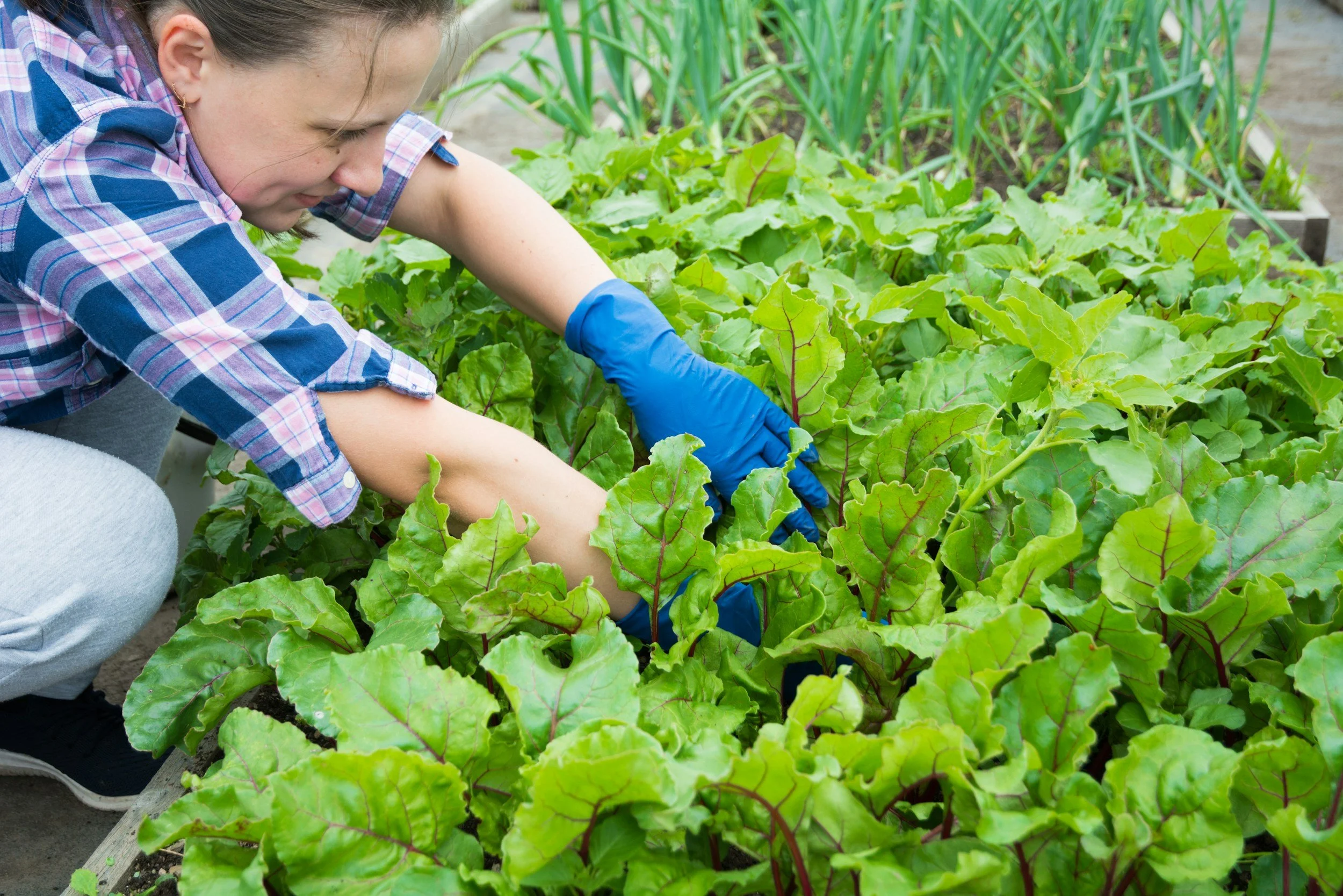 Organic Pest Management: A Practical Guide for Gardeners