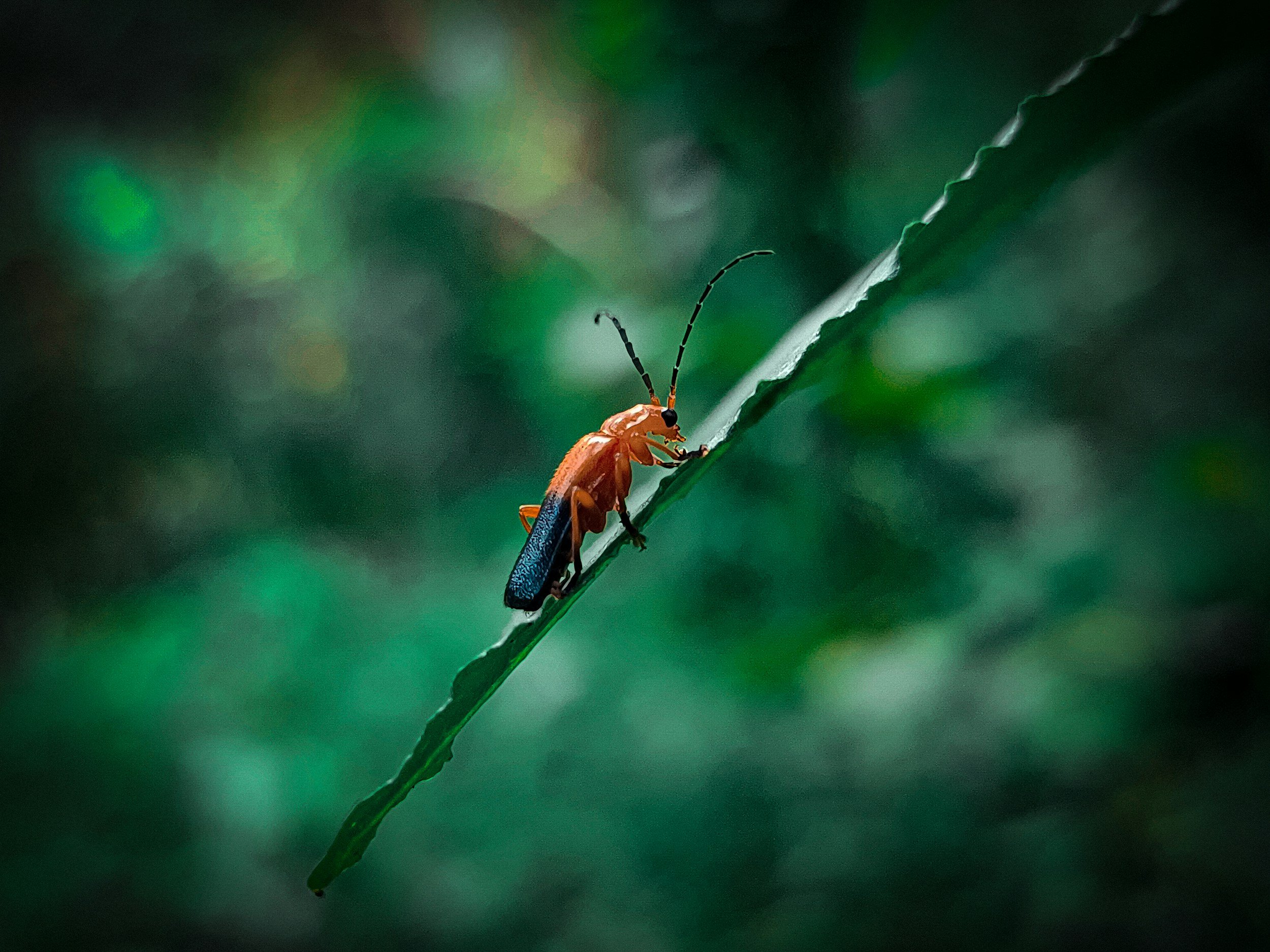 How to Identify Garden Pests and the Damage They Cause