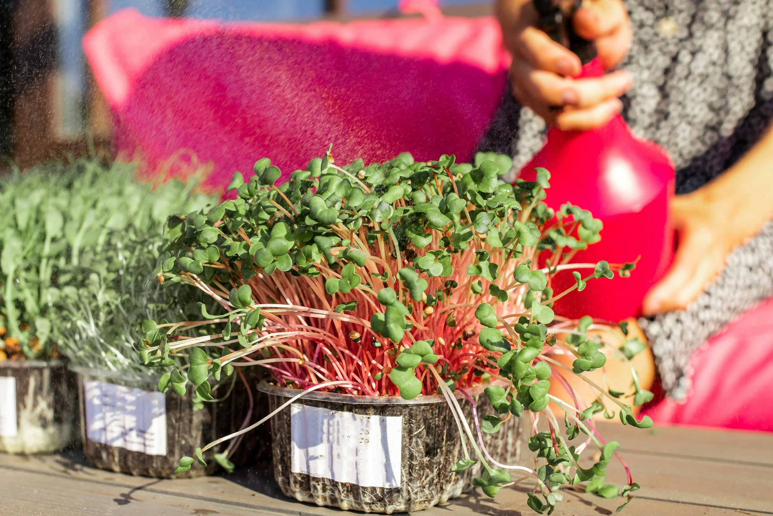 Organic Pest Treatments: What Works and What Can Cause Harm