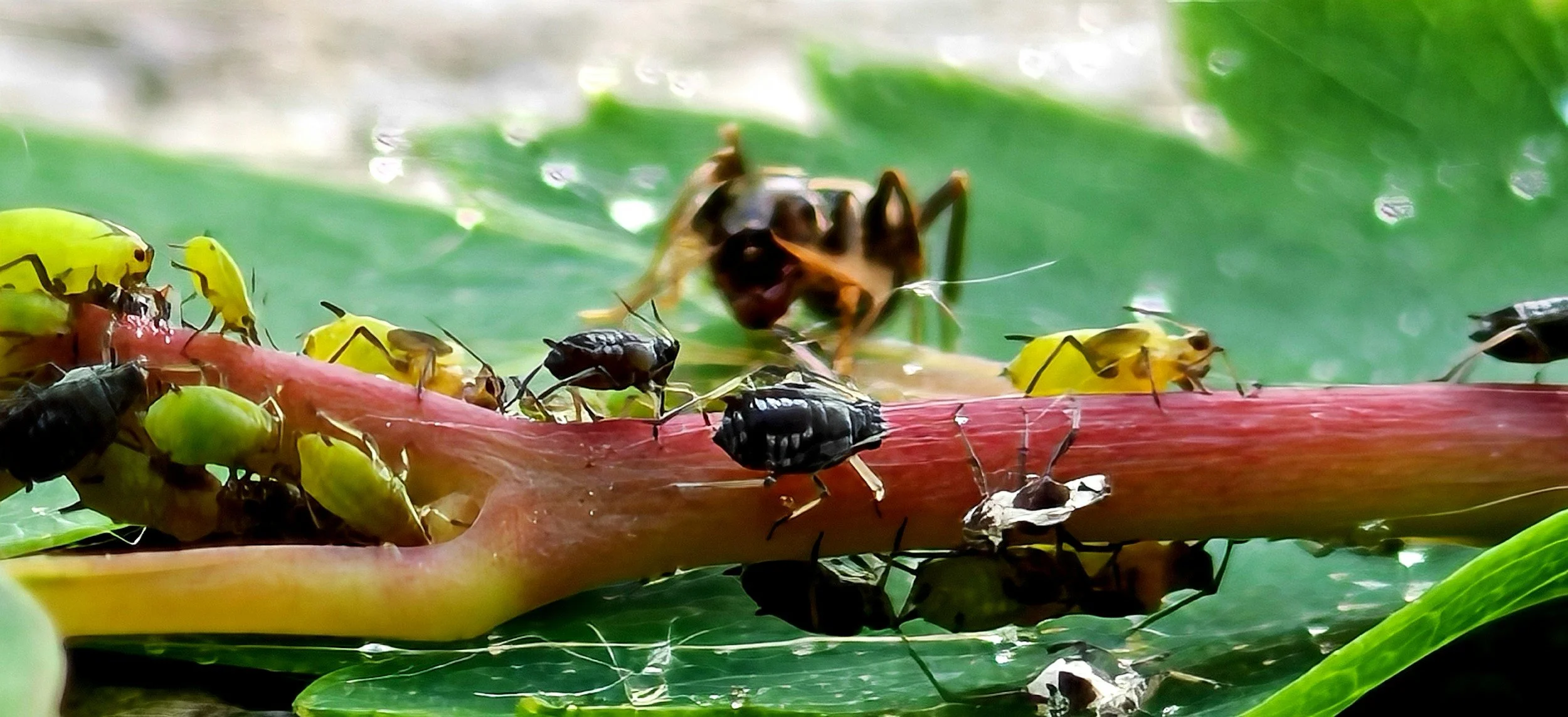 Managing Aphids, Flea Beetles and Leaf Miners Organically