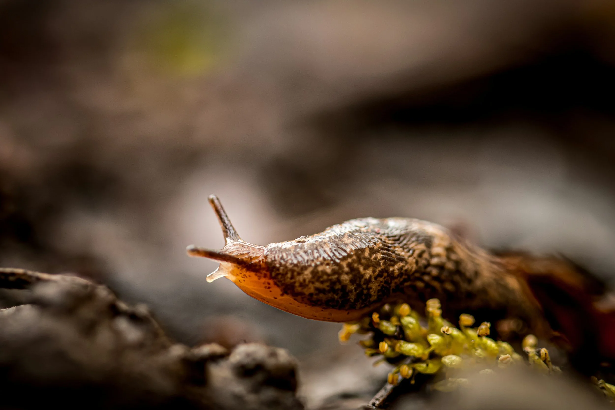 Managing Slugs, Snails and Caterpillars Organically