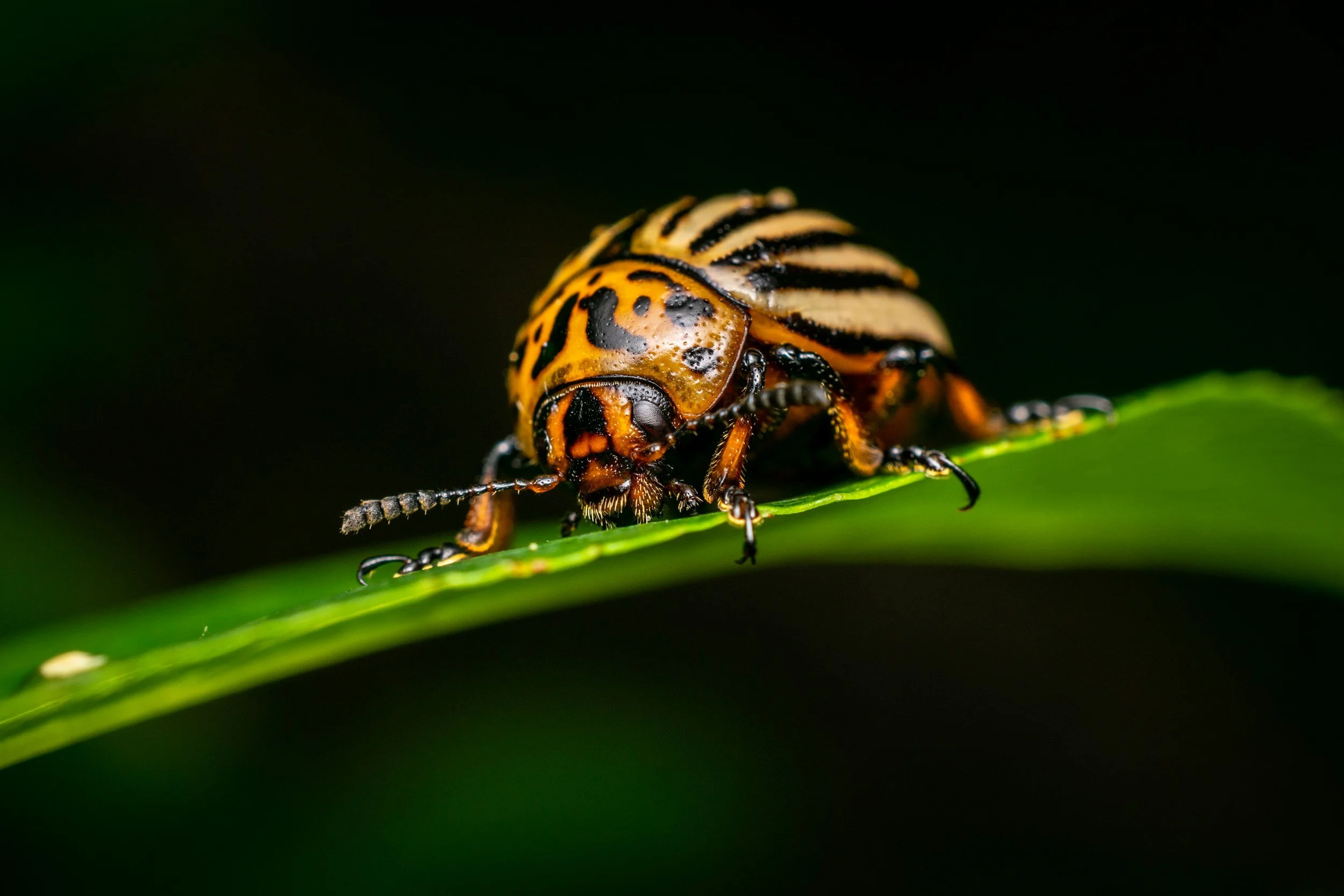 Colorado Potato Beetles, Blister Beetles and Climate-Driven Pest Outbreaks