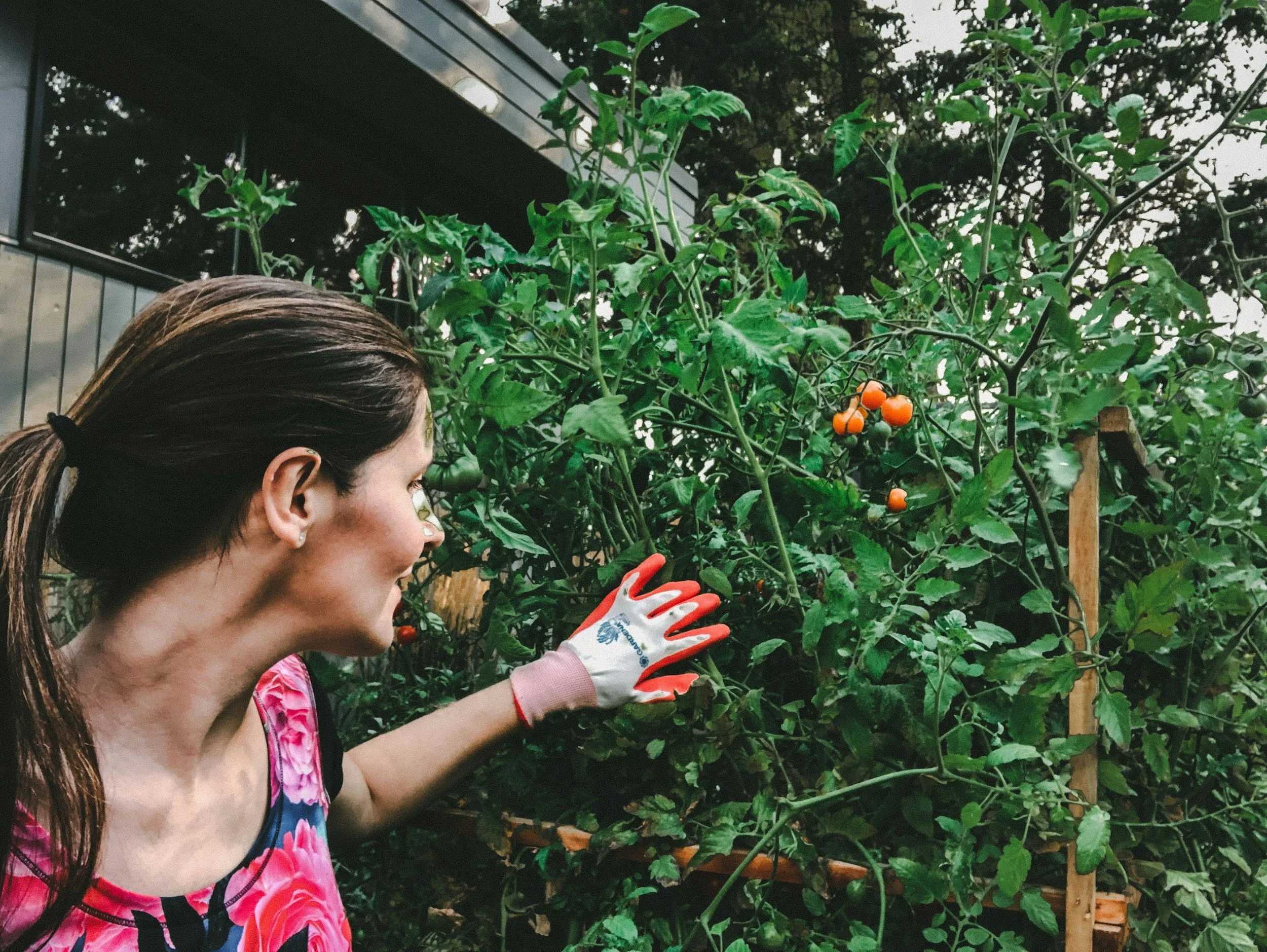When Are Fruits and Vegetables Ready to Harvest?