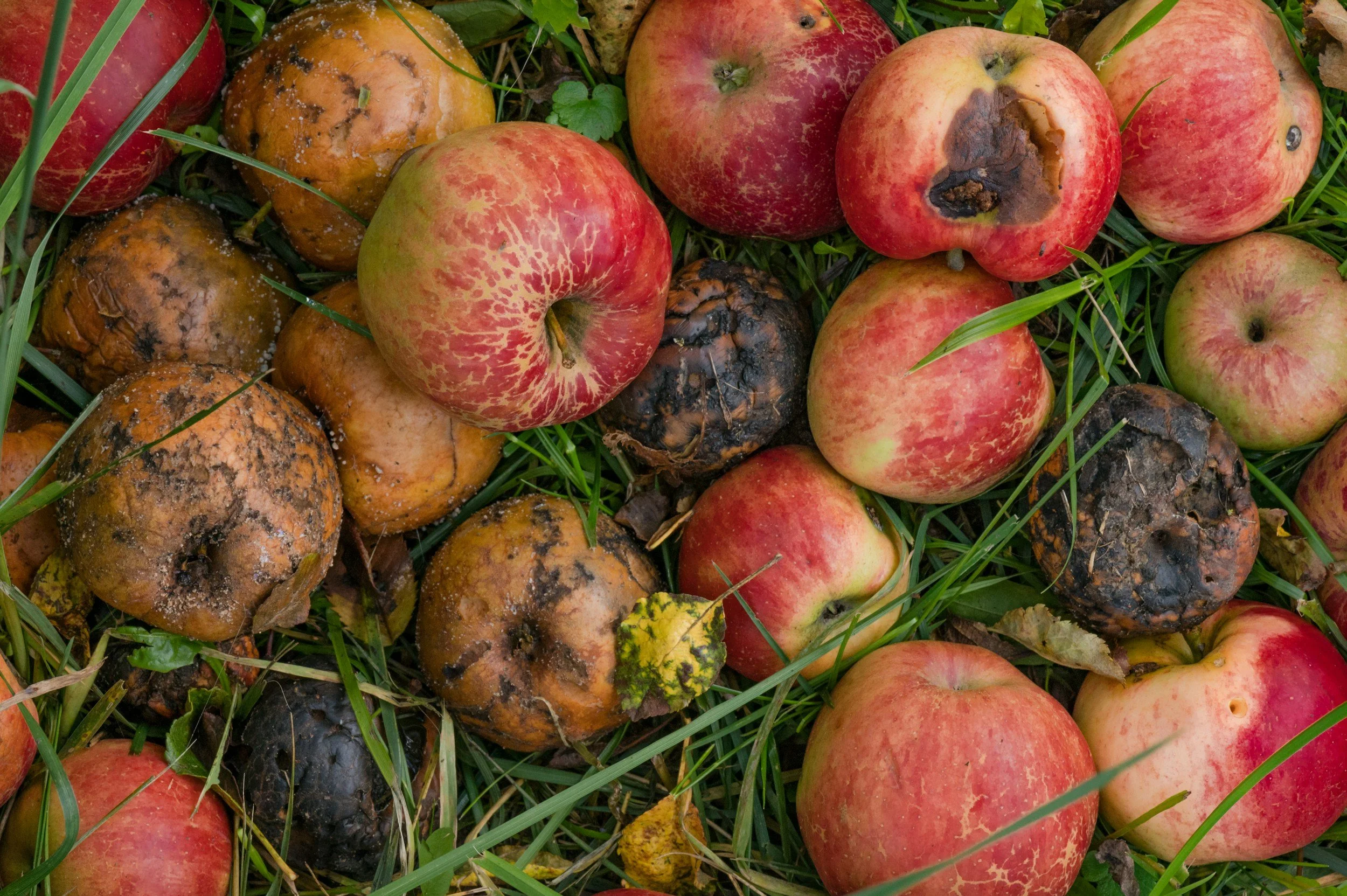 Common Harvest Mistakes That Reduce Quality
