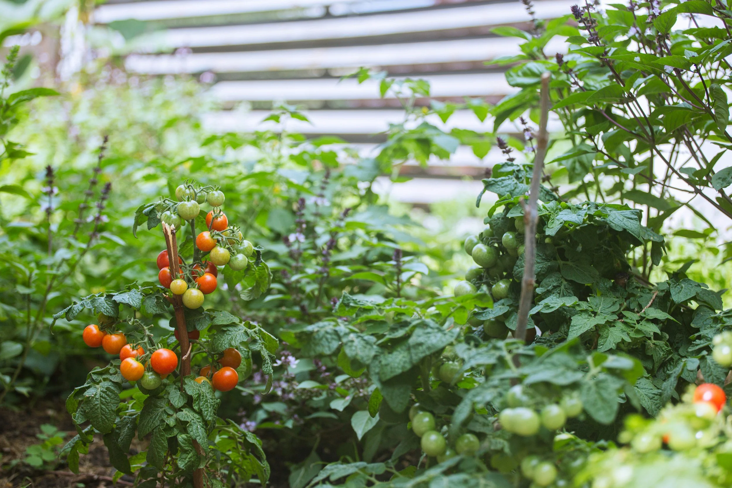 Making the Most of a Tomato Glut