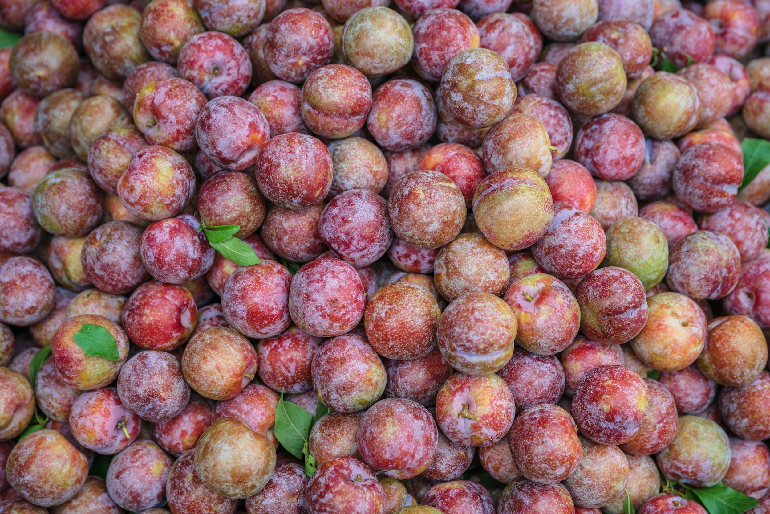 Traditional Plum Preserves and Hungarian Plum Jam