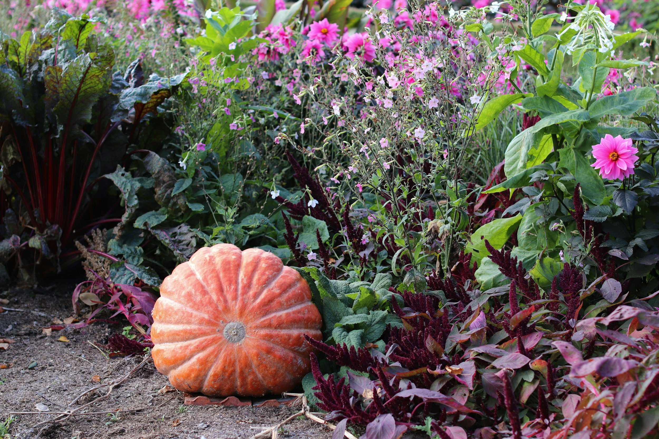 Late Summer &amp; Autumn Growing