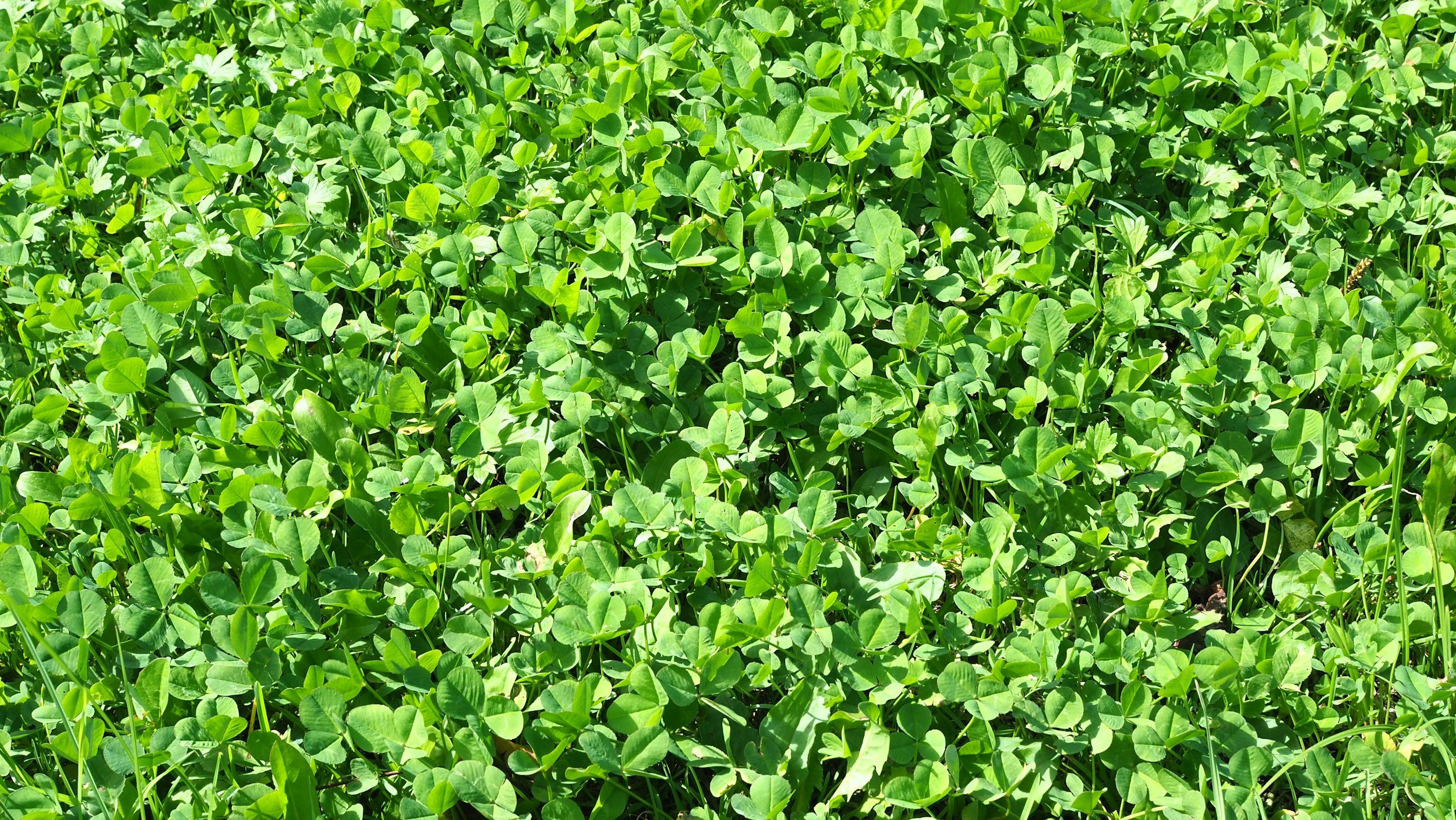 Green Manures and Cover Crops for Autumn and Winter