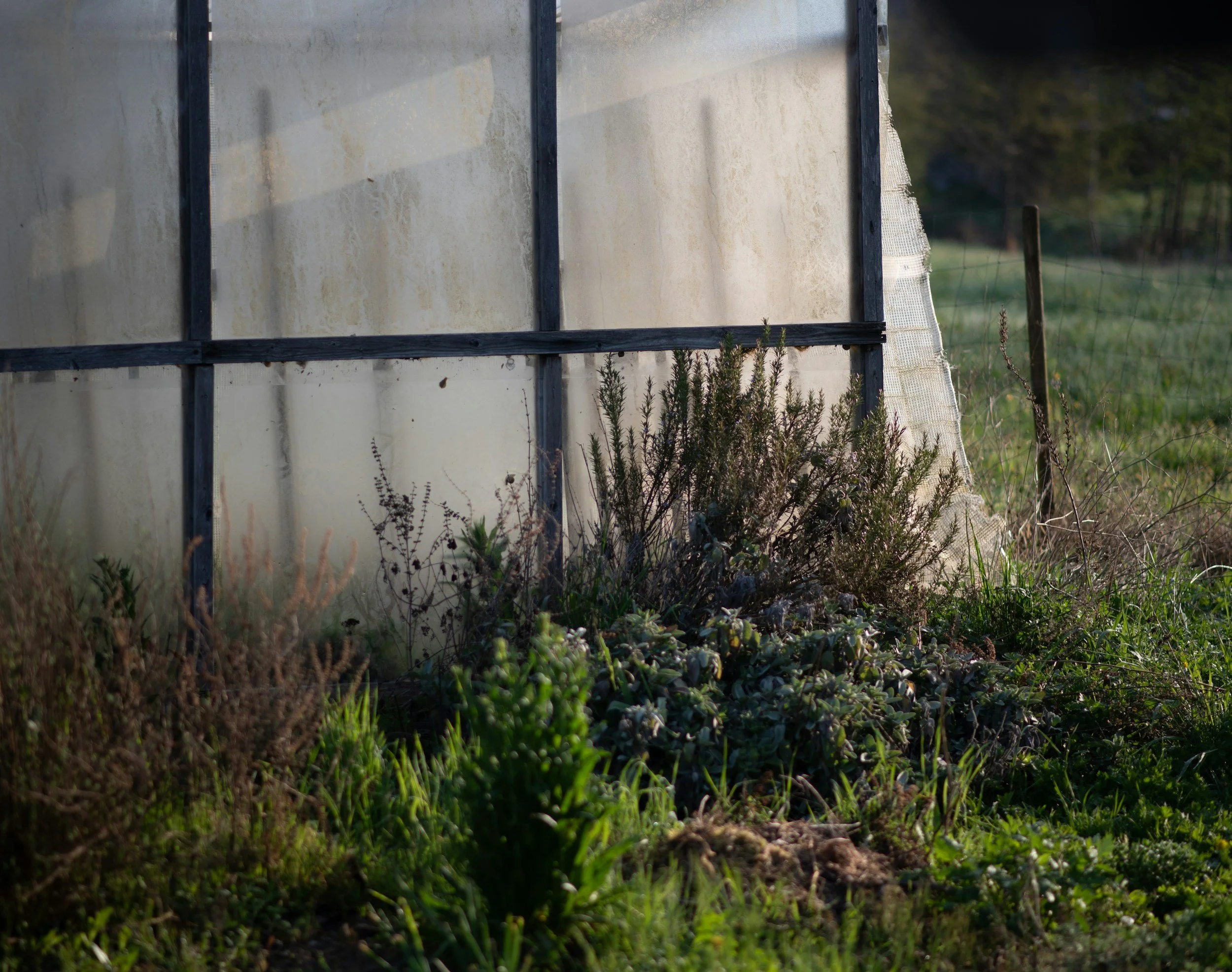 Extending the Harvest into Autumn and Winter