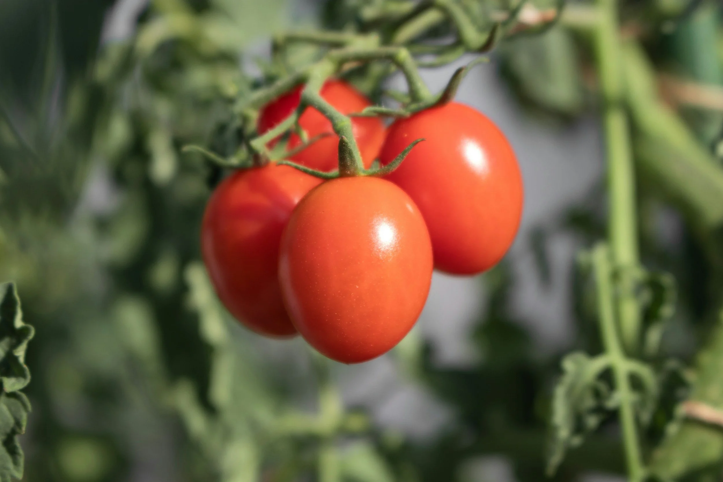 How to Grow Tomatoes: Complete Guide