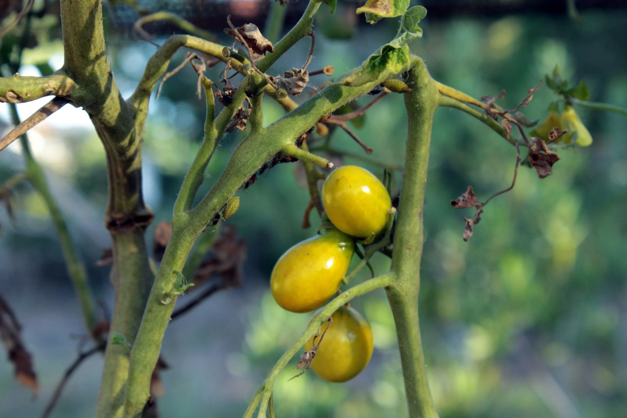 What’s Wrong With My Tomato Plant? A Quick Diagnostic Guide.