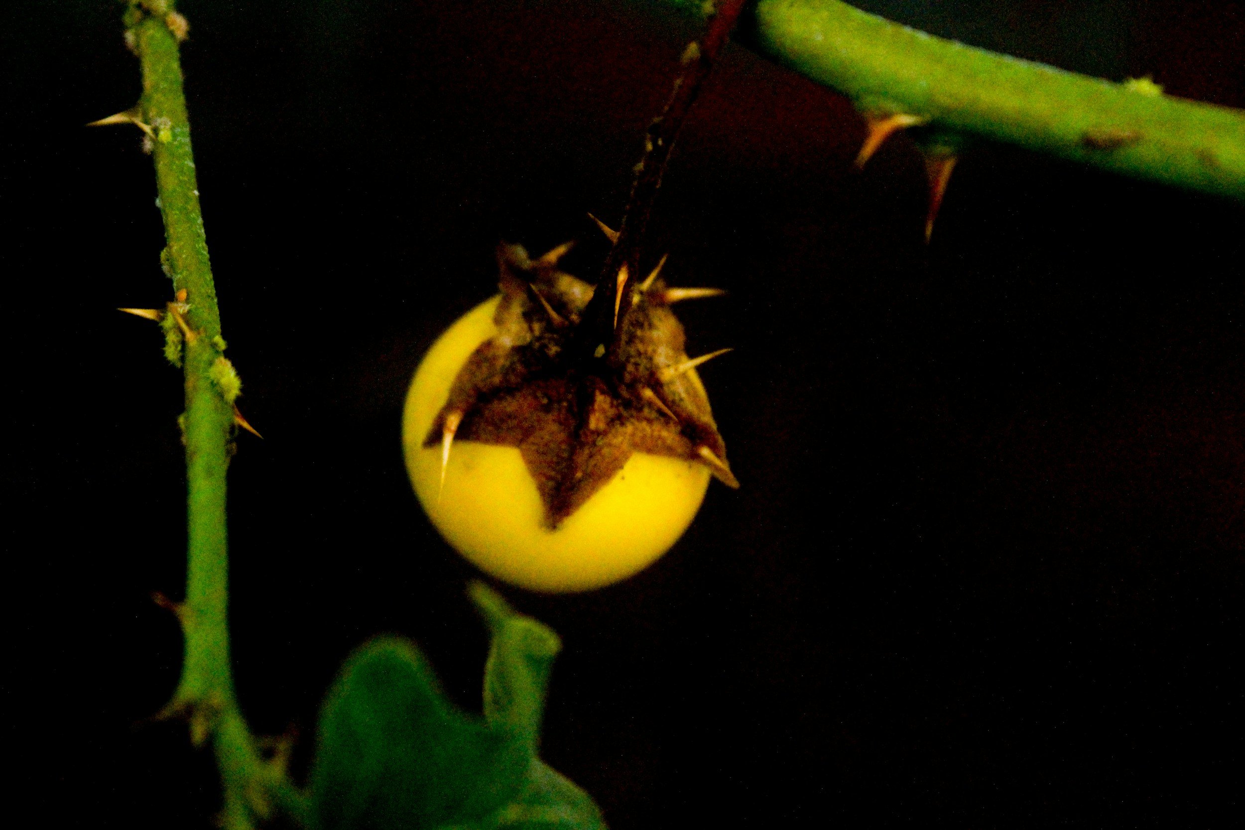 Blossom End Rot on Tomatoes: Causes, Prevention and What to Do