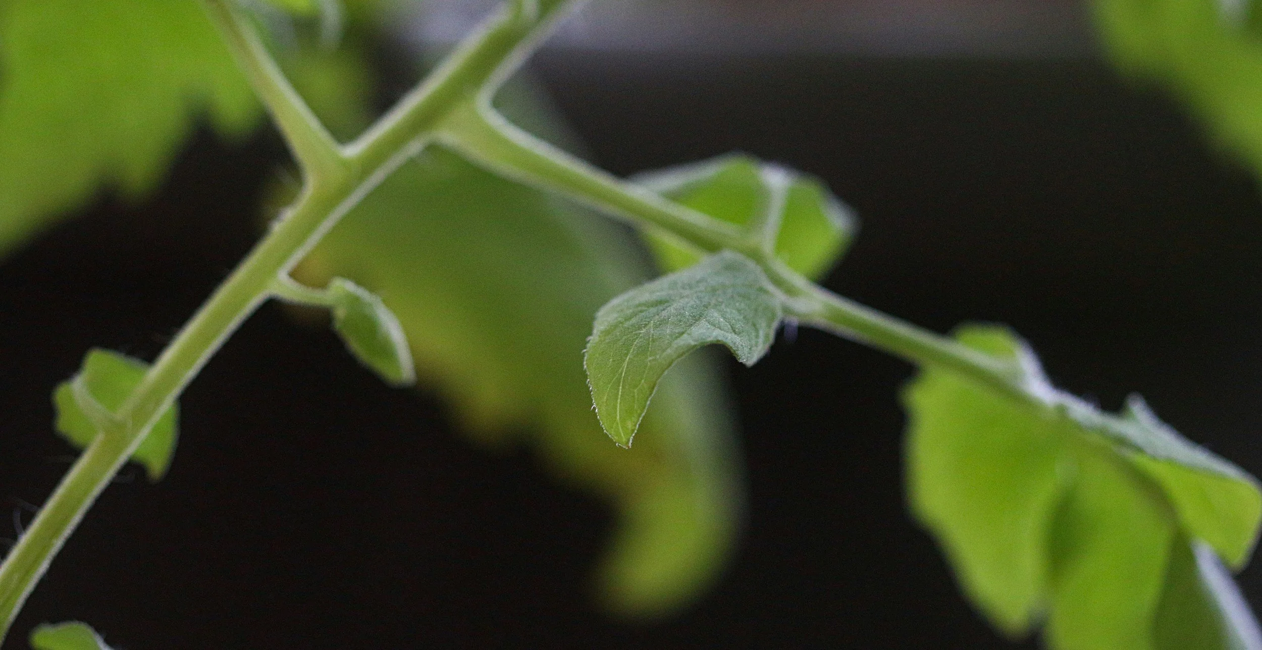 Why Are My Tomato Leaves Curling, Yellowing or Turning Brown?