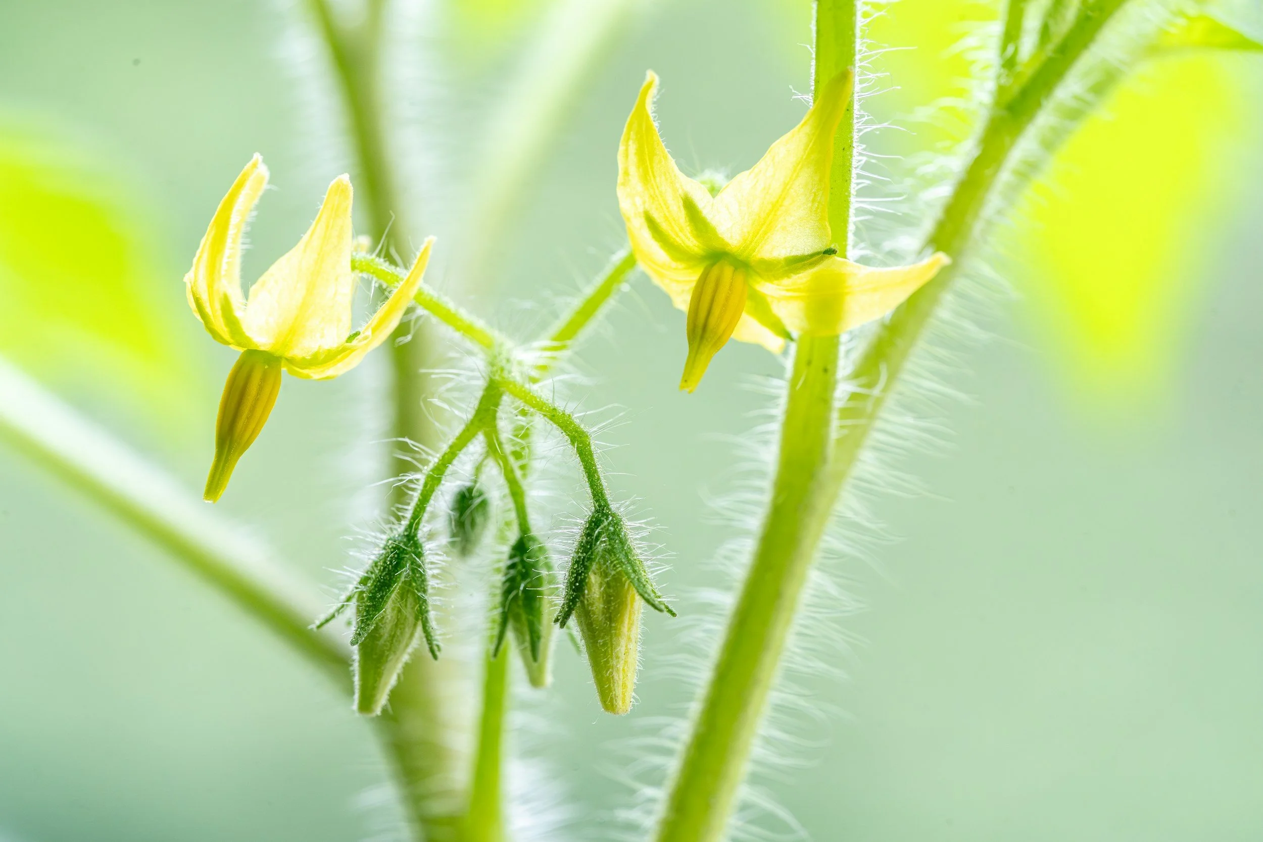 Tomato Flowers but No Fruit: Blossom Drop and Poor Pollination