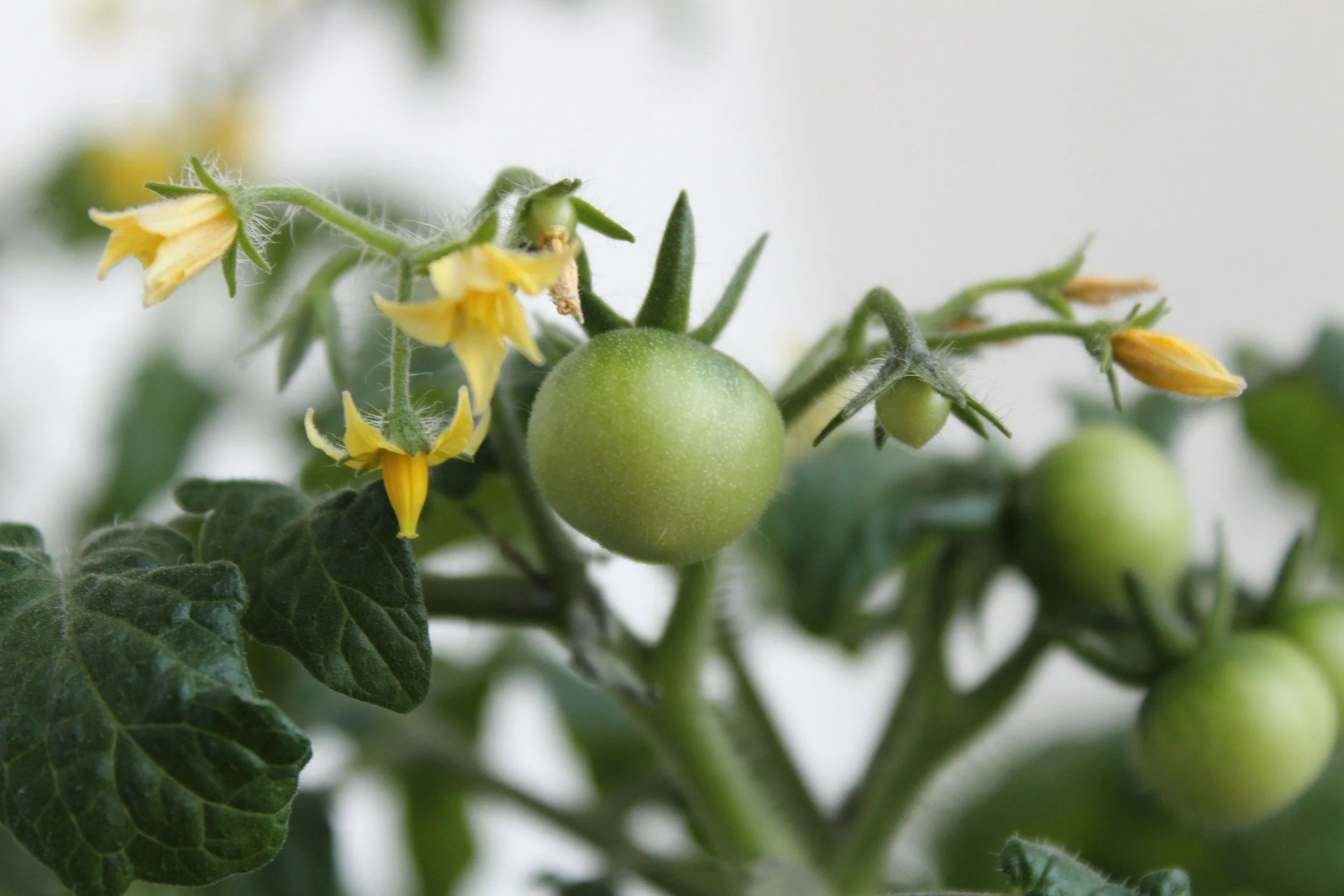 Why Are My Tomatoes Small, Few or Slow to Ripen?