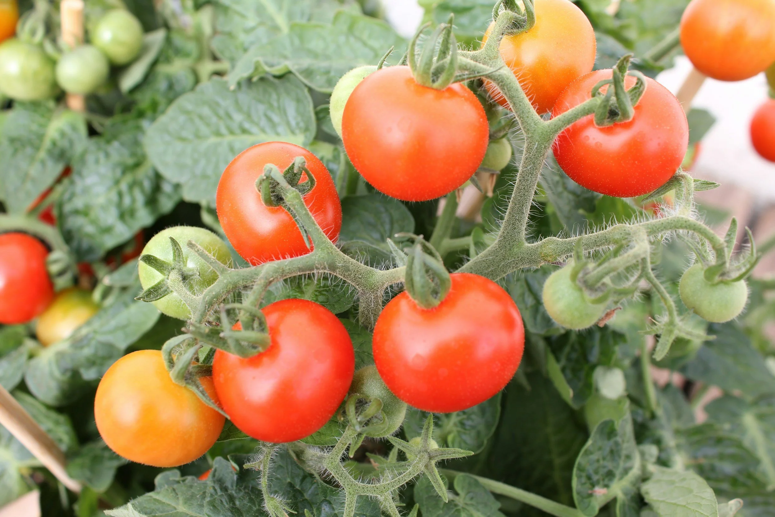 Tomato Fruit Problems: Cracking, Splitting, Sunscald and Uneven Ripening